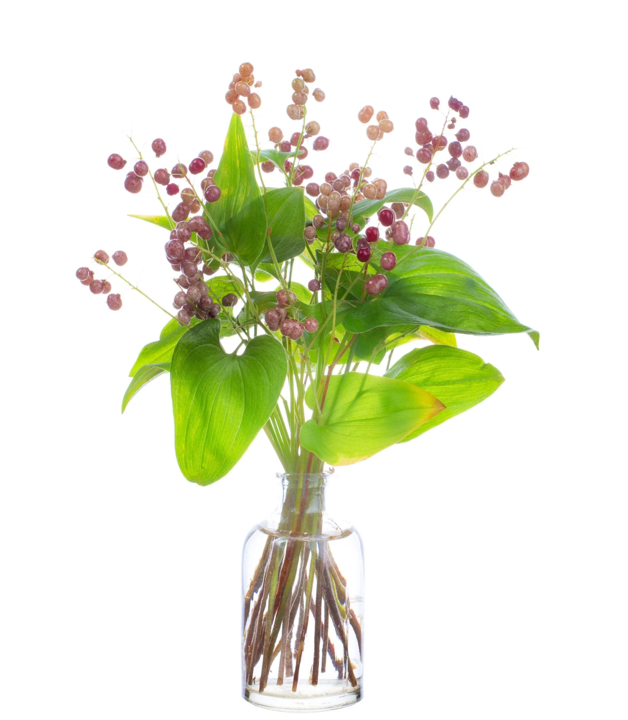 15 BEADRUBY Maianthemum Dilatatum aka False Lily of the Valley, Solomon's Seal, Snakeberry, May Lily, Native White Flower Red Berry Moist Shade Seeds - Image 10