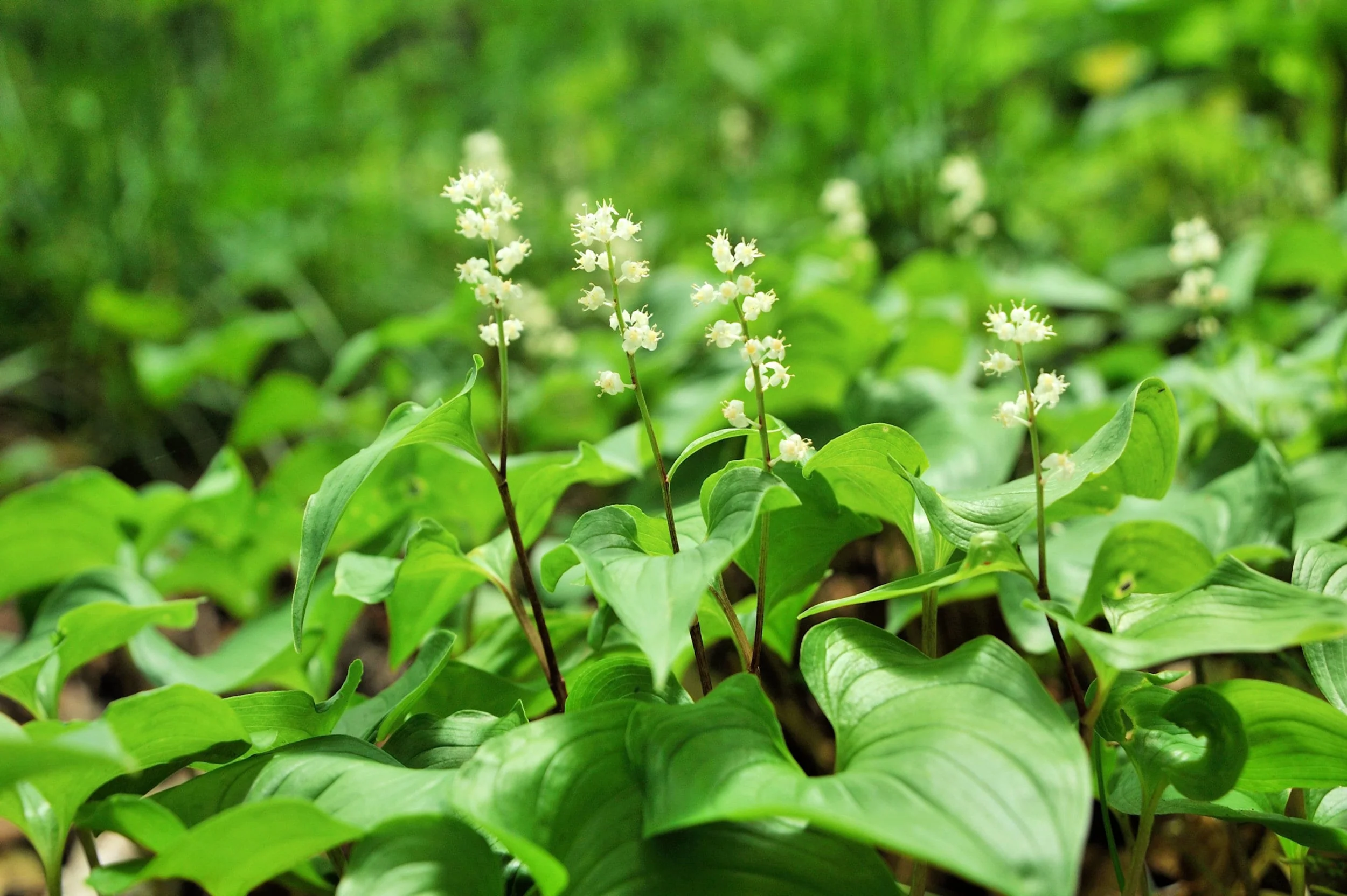15 BEADRUBY Maianthemum Dilatatum aka False Lily of the Valley, Solomon's Seal, Snakeberry, May Lily, Native White Flower Red Berry Moist Shade Seeds - Image 6