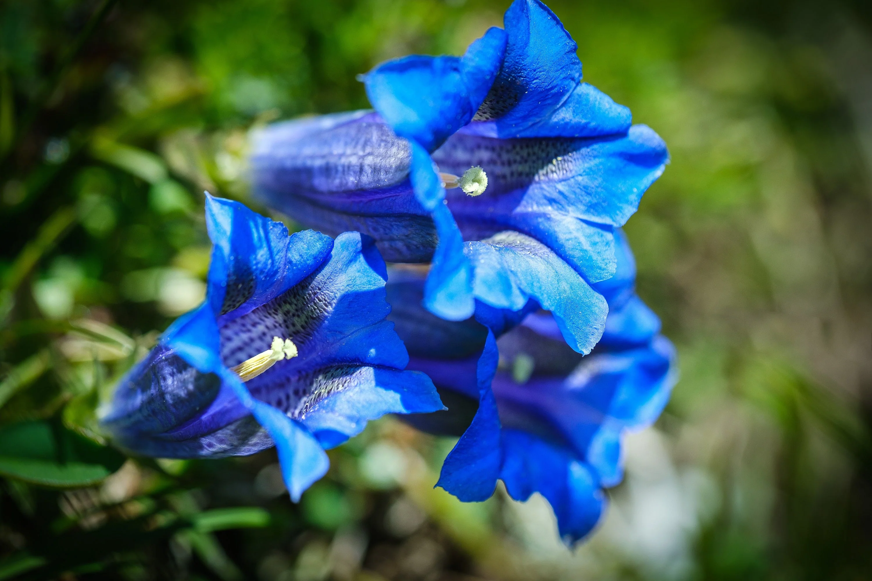 15 Blue STEMLESS GENTIAN Gentiana Acaulis Kochiana Flower Seeds - Image 11