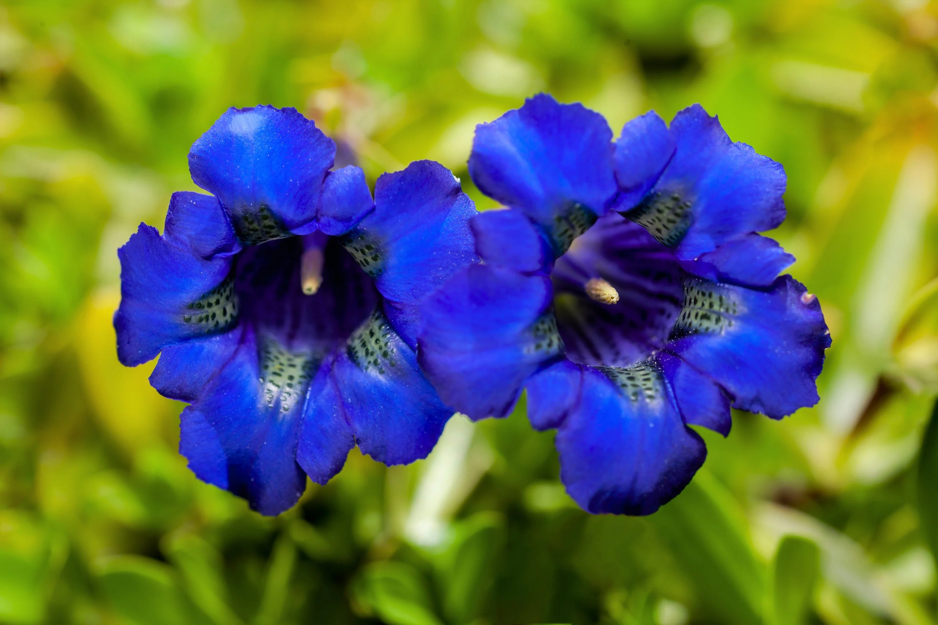 15 Blue STEMLESS GENTIAN Gentiana Acaulis Kochiana Flower Seeds - Image 12
