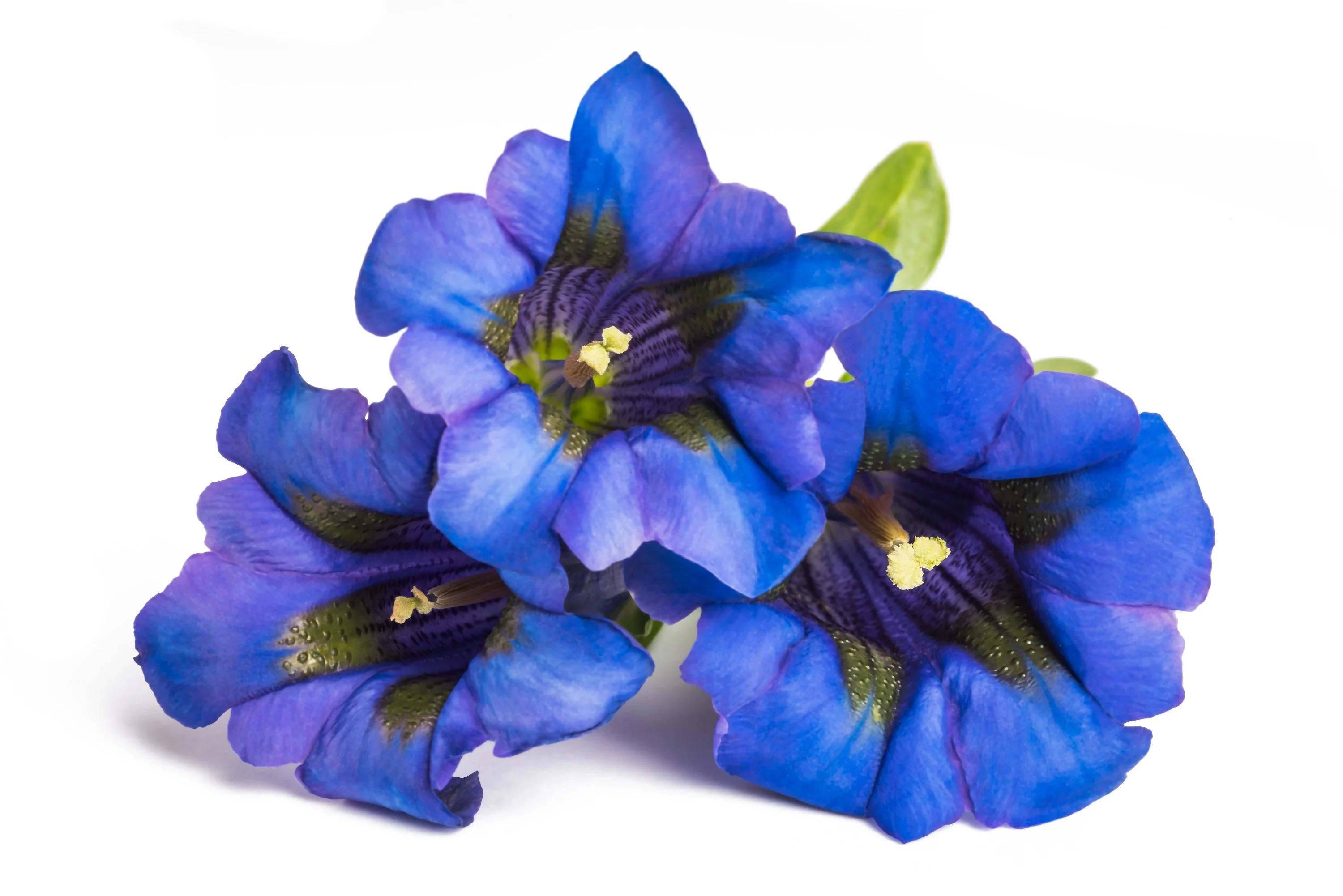 15 Blue STEMLESS GENTIAN Gentiana Acaulis Kochiana Flower Seeds - Image 13