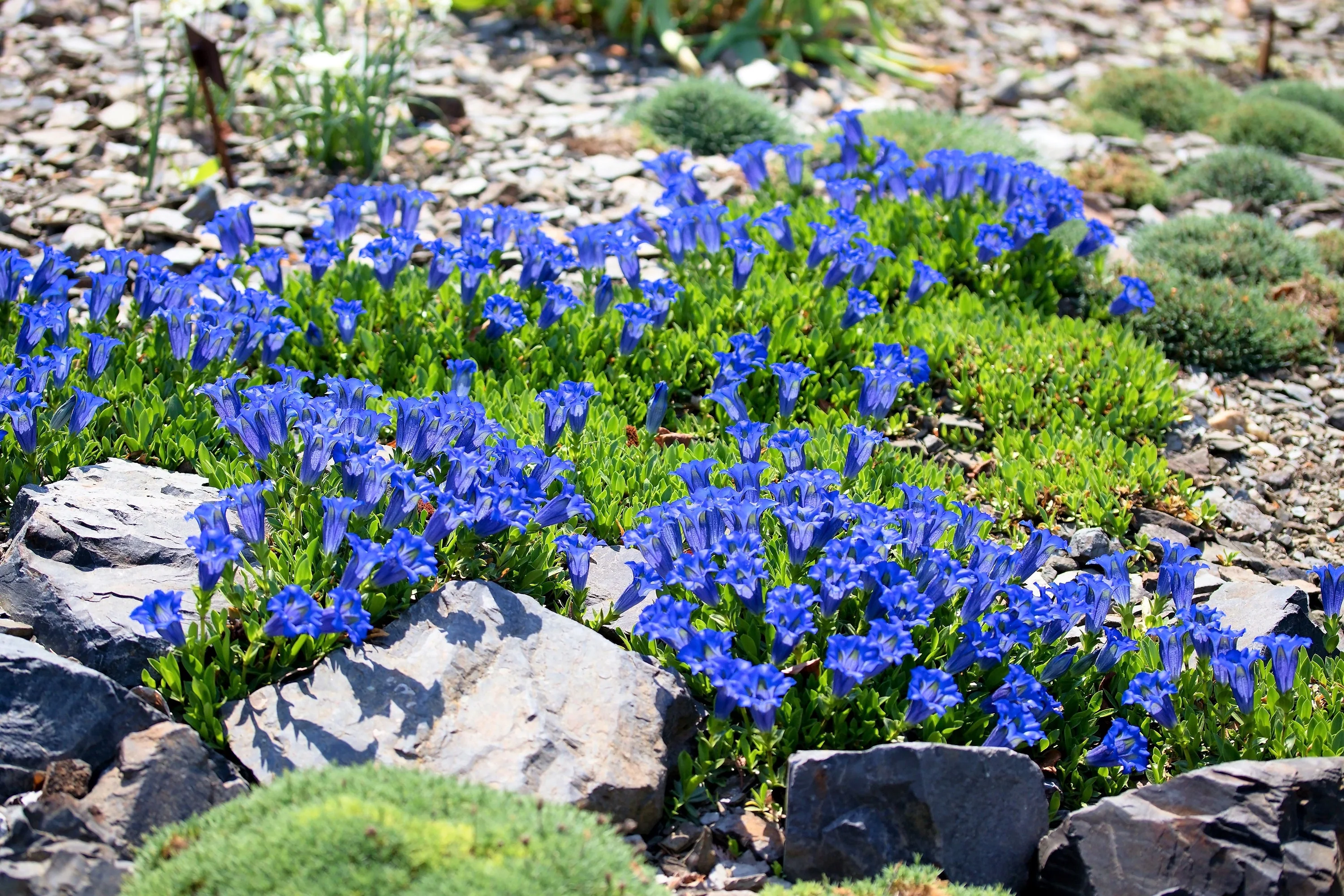 15 Blue STEMLESS GENTIAN Gentiana Acaulis Kochiana Flower Seeds - Image 2