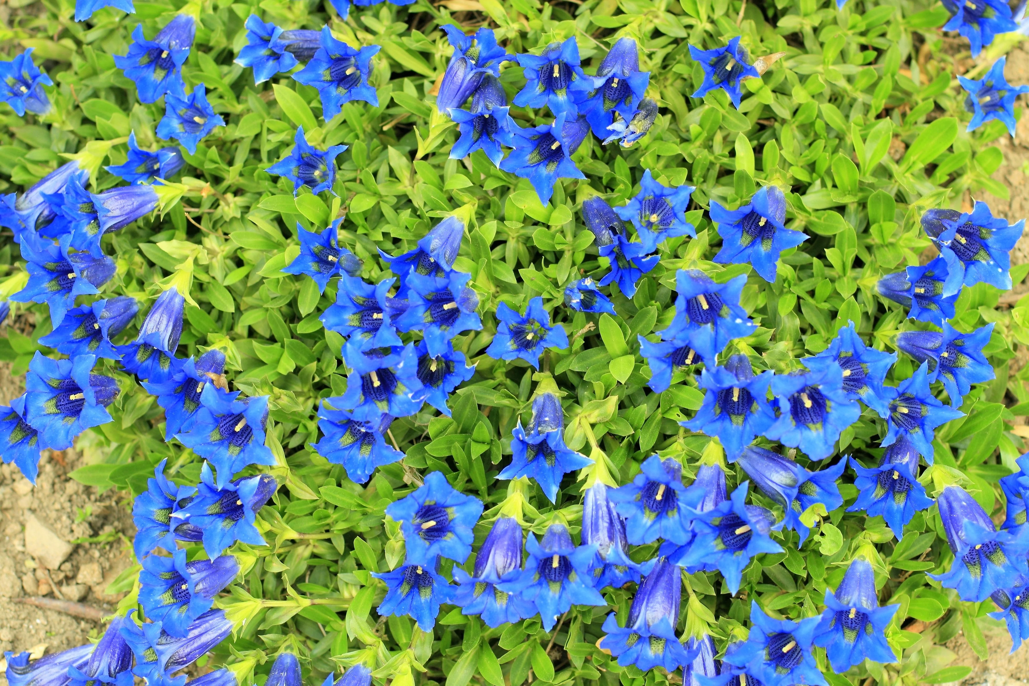 15 Blue STEMLESS GENTIAN Gentiana Acaulis Kochiana Flower Seeds - Image 7