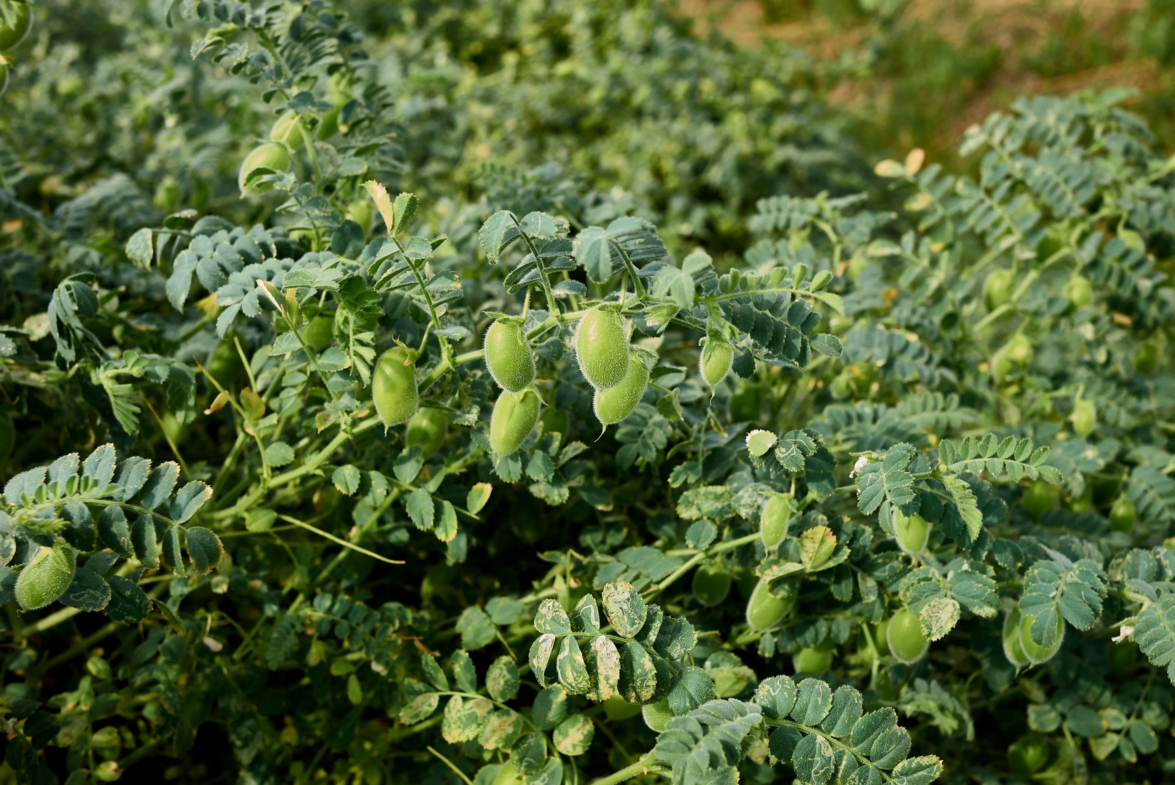 15 CHICK PEA / Garbanzo BEAN Chickpea Cicer Arientum Vegetable Seeds - Image 4