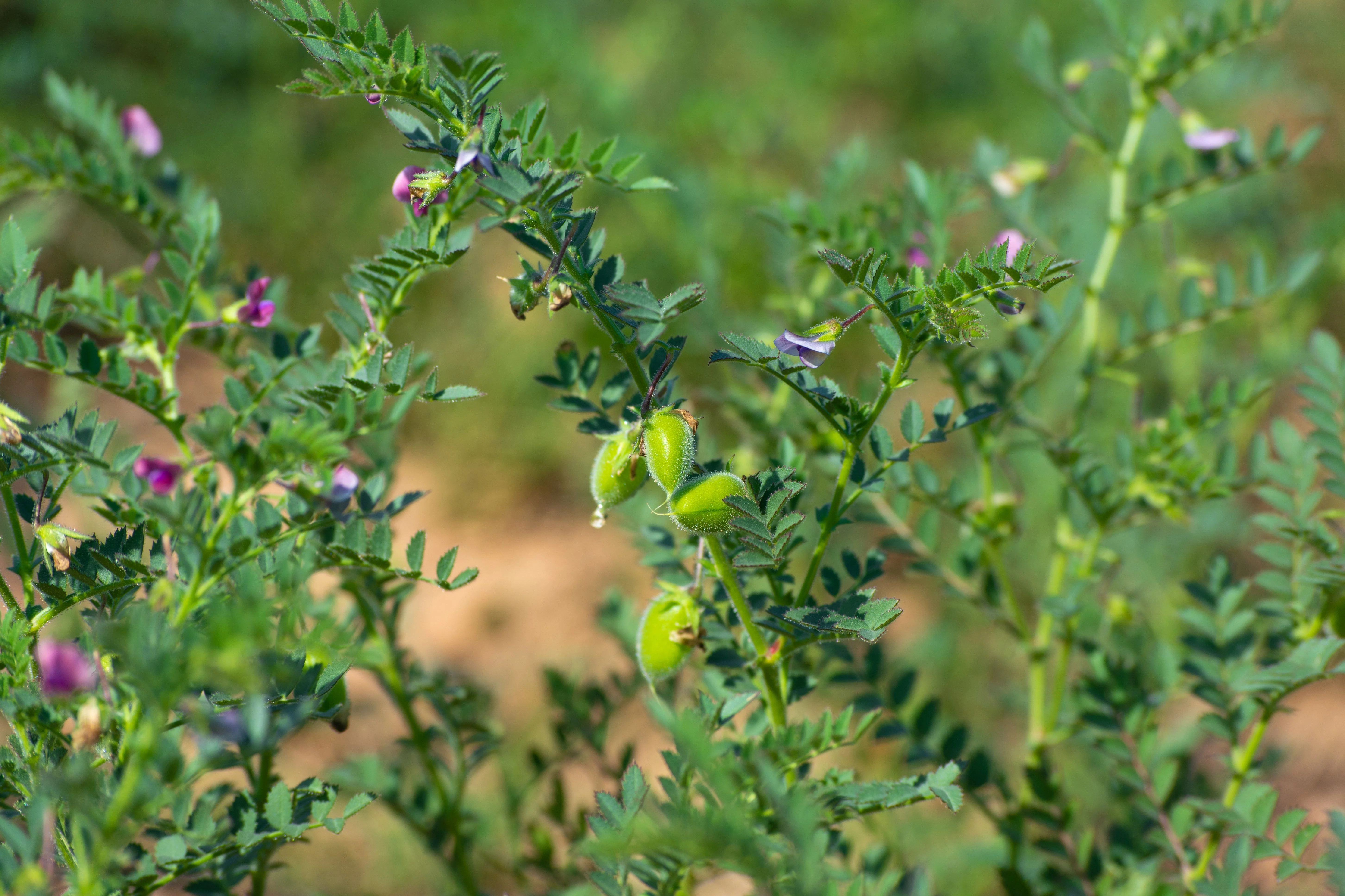 15 CHICK PEA / Garbanzo BEAN Chickpea Cicer Arientum Vegetable Seeds - Image 7