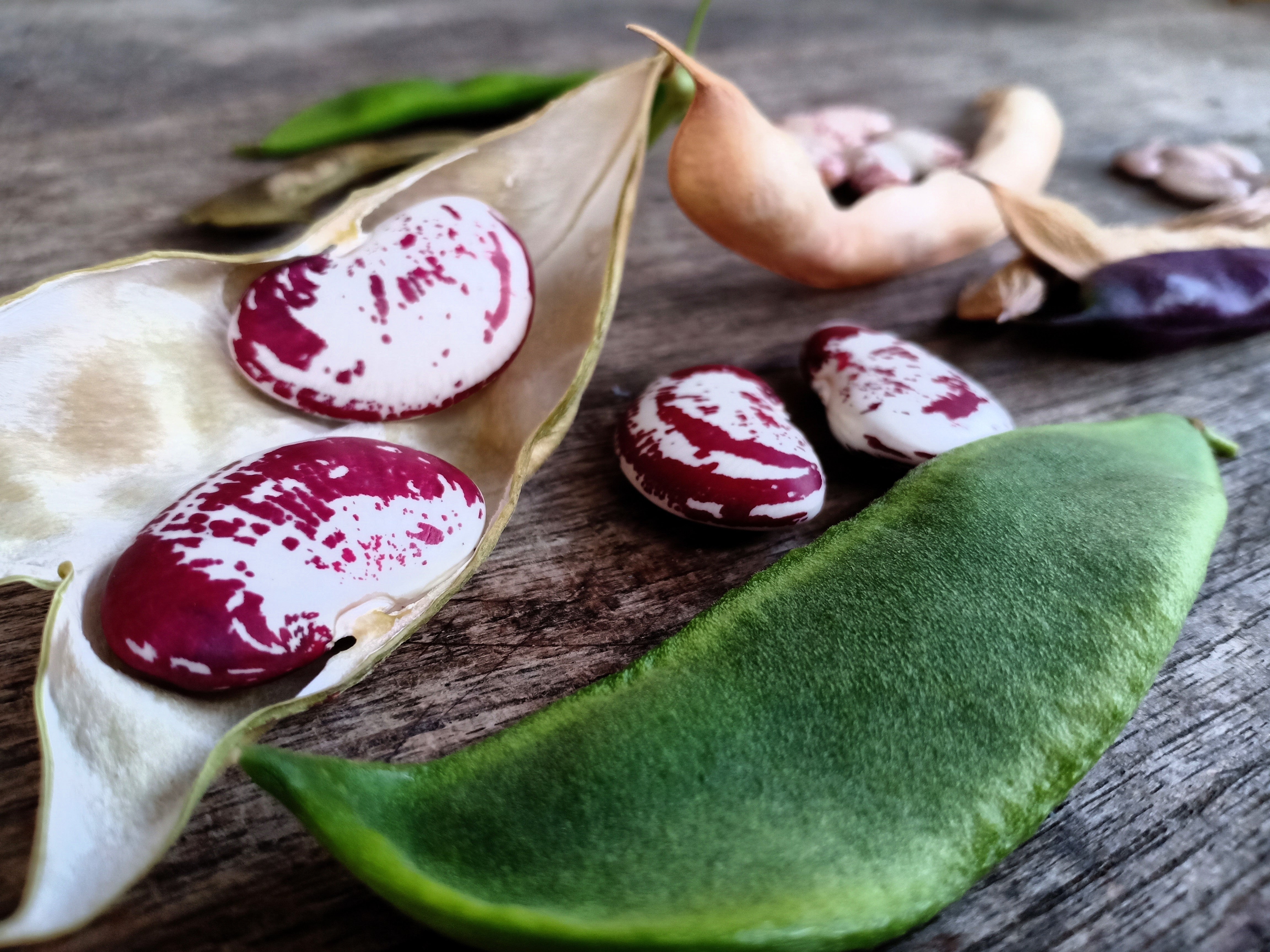 15 CHRISTMAS LIMA BEAN Calico Chestnut Phaseolus Lunatus Legume Vegetable Seeds - Image 4