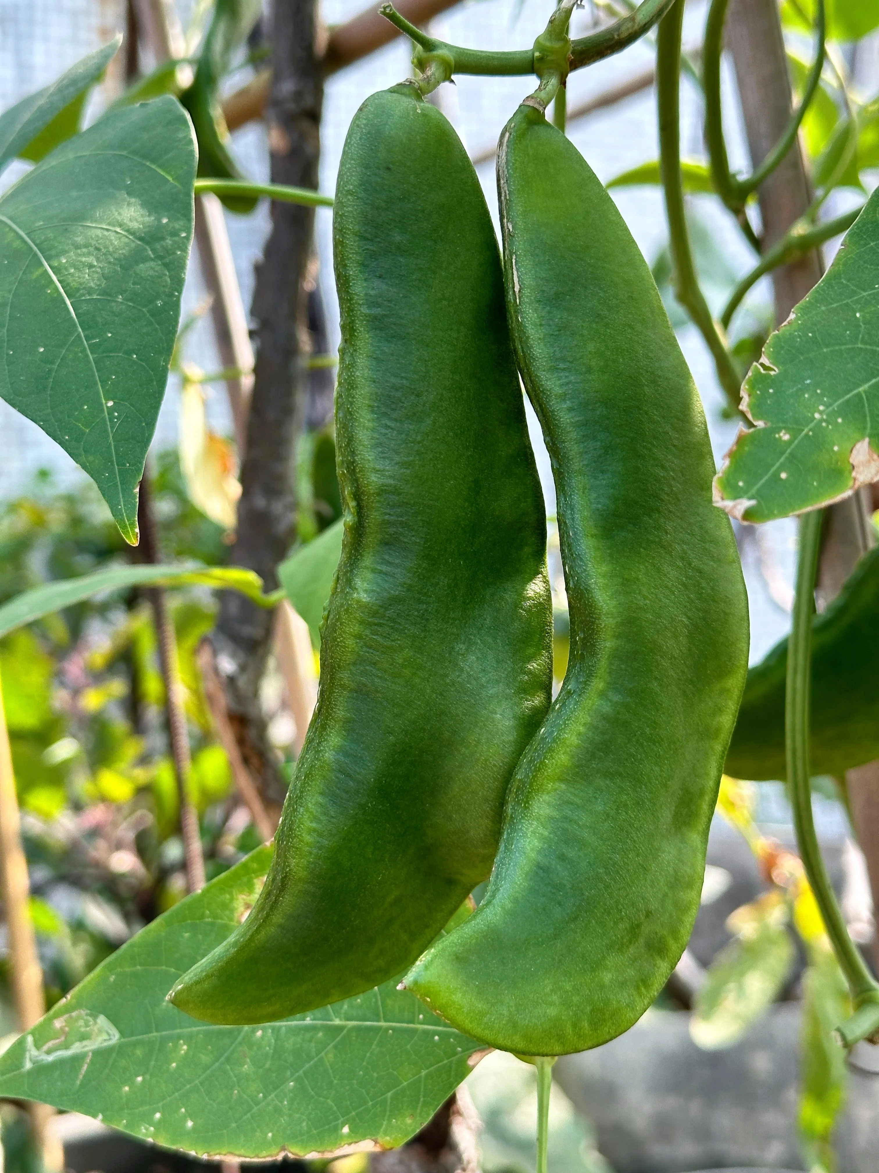 15 CHRISTMAS LIMA BEAN Calico Chestnut Phaseolus Lunatus Legume Vegetable Seeds - Image 6