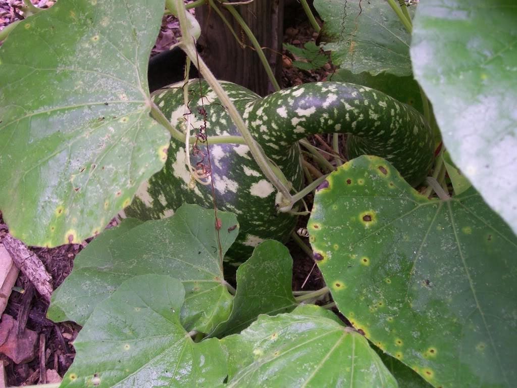 15 GOOSENECK / Bottle / SWAN GOURD Lagenaria Siceraria Vine Seeds - Image 2