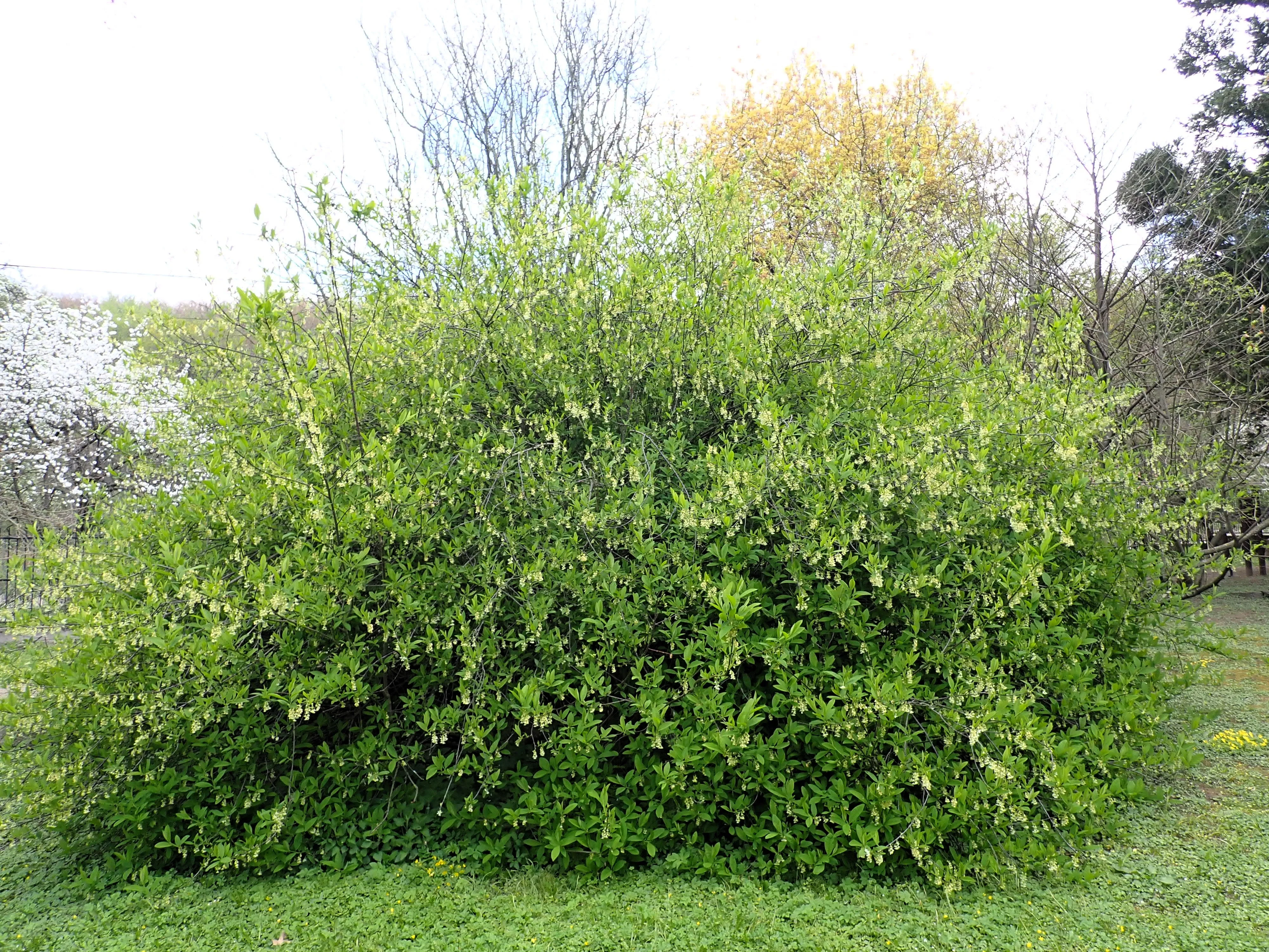 15 INDIAN PLUM Osoberry Oregon Oso Berry Oemleria Cerasiformis Fruit Shrub Seeds - Image 9