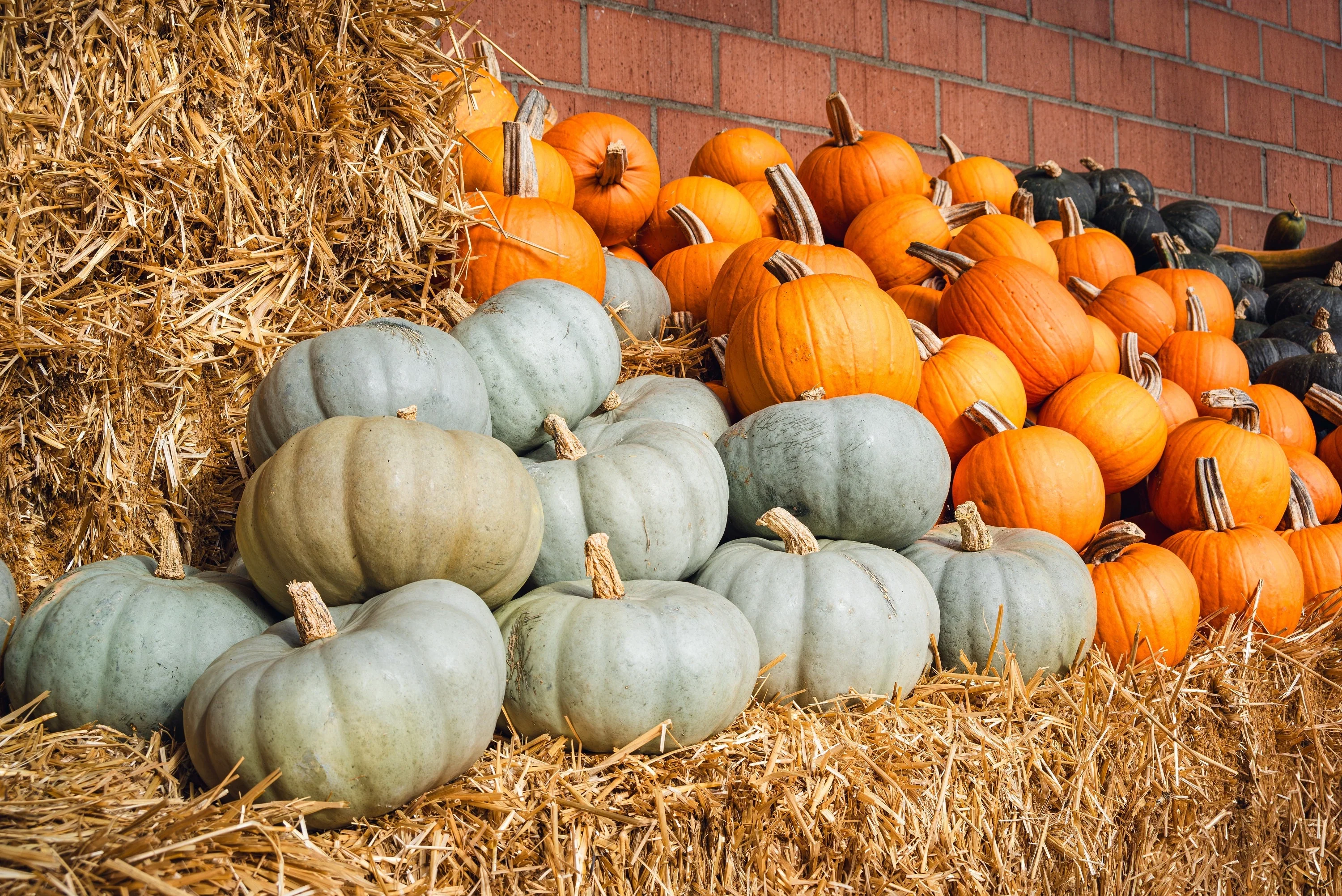15 JARRAHDALE GREEN PUMPKIN Jarradale Blue Grey Cucurbita Maxima Vegetable Seeds - Image 7