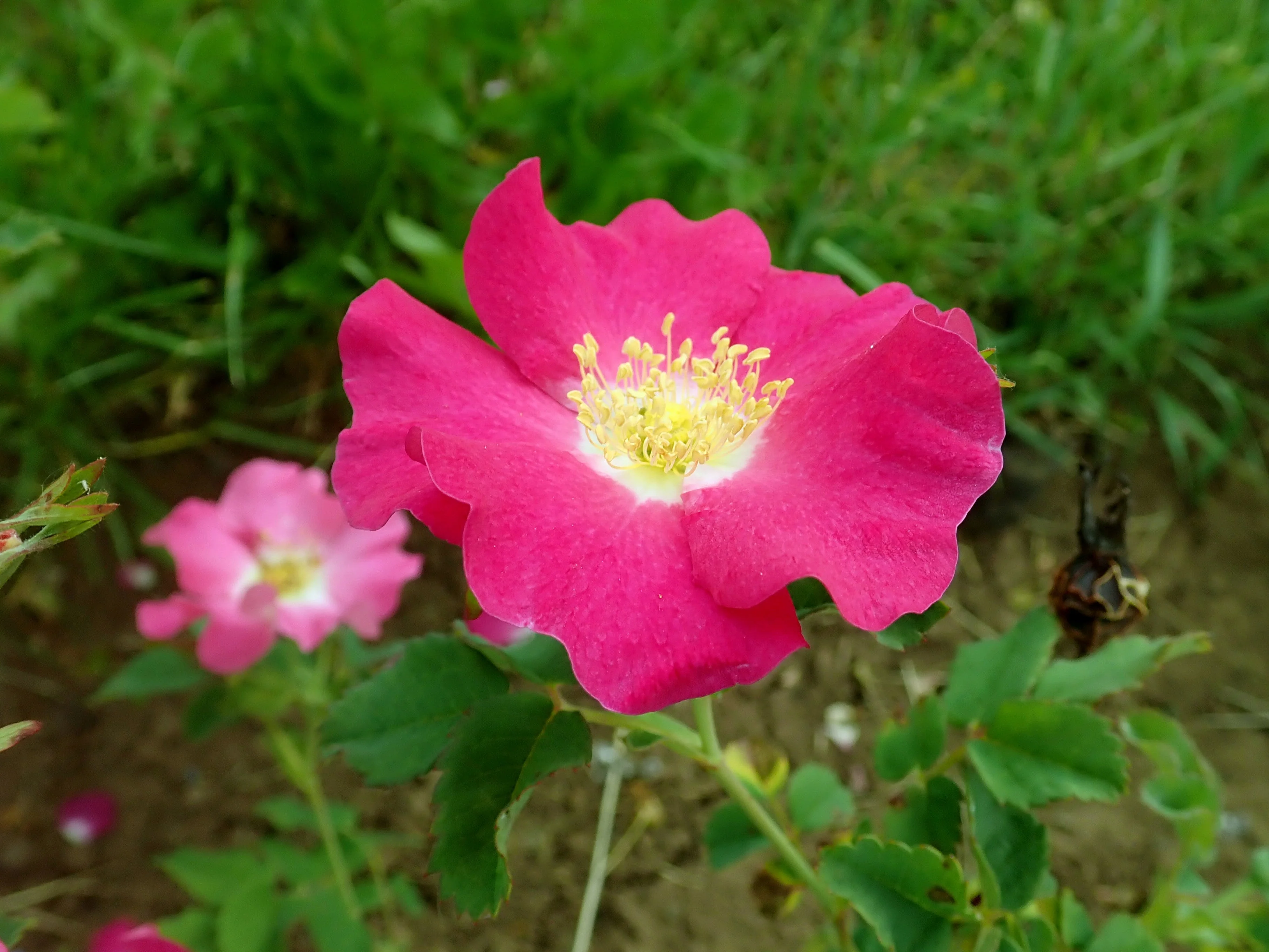 15 PRAIRIE ROSE Bright Pink Arkansas Rosa Arkansana Flower Seeds - Image 2