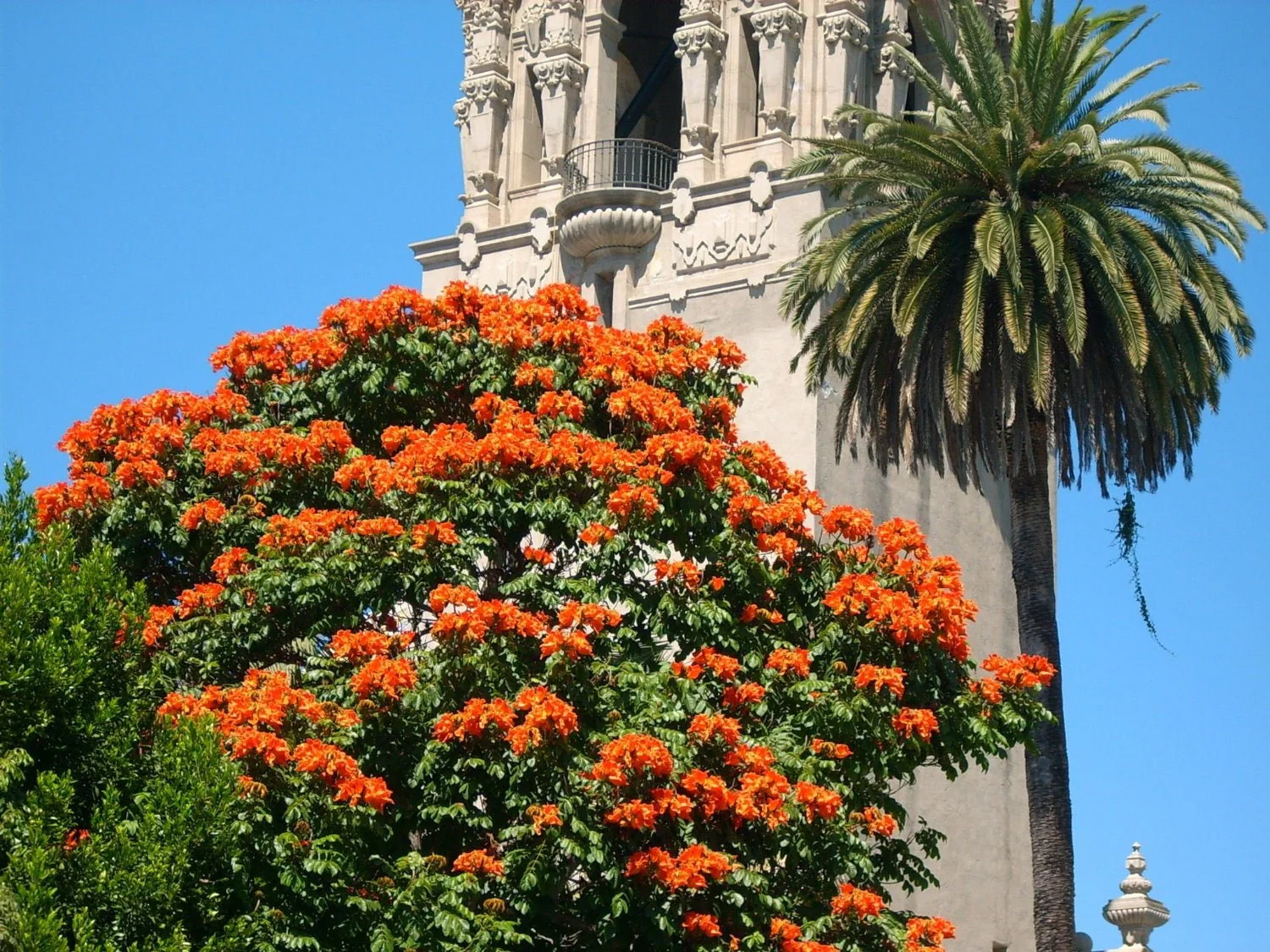 15 Red AFRICAN TULIP TREE (Fire Tree / Flame of the Forest / Fountain Tree) Spathodea Campanulata Seeds - Image 2