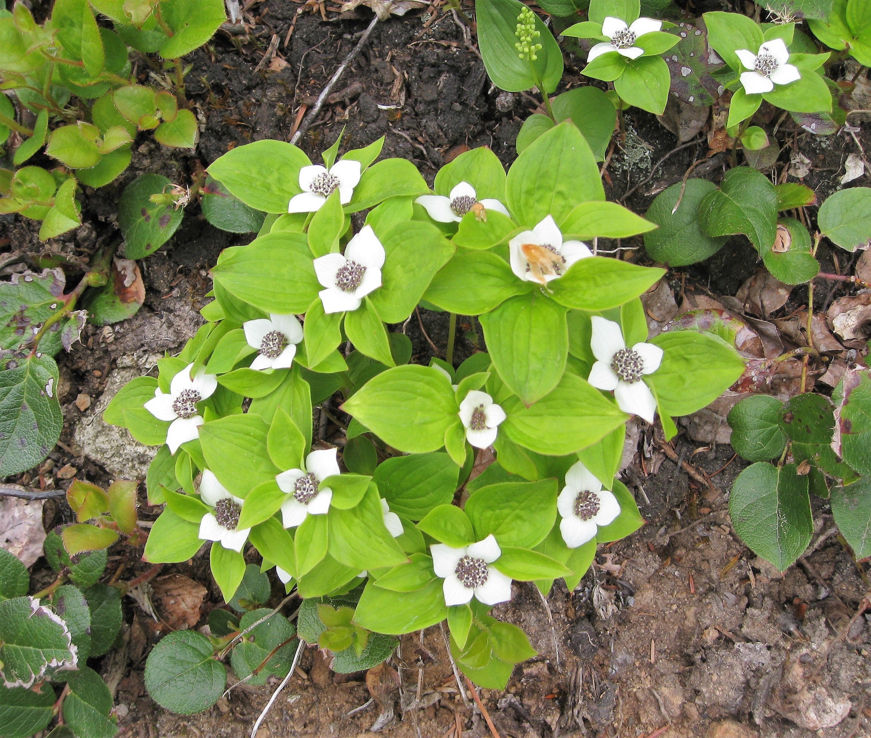 15 WESTERN BUNCHBERRY Alaskan Dogwood Canadian Cornus Unalaschkensis White Sun or Shade Groundcover Flower Edible Red Berry Herb Seeds - Image 10