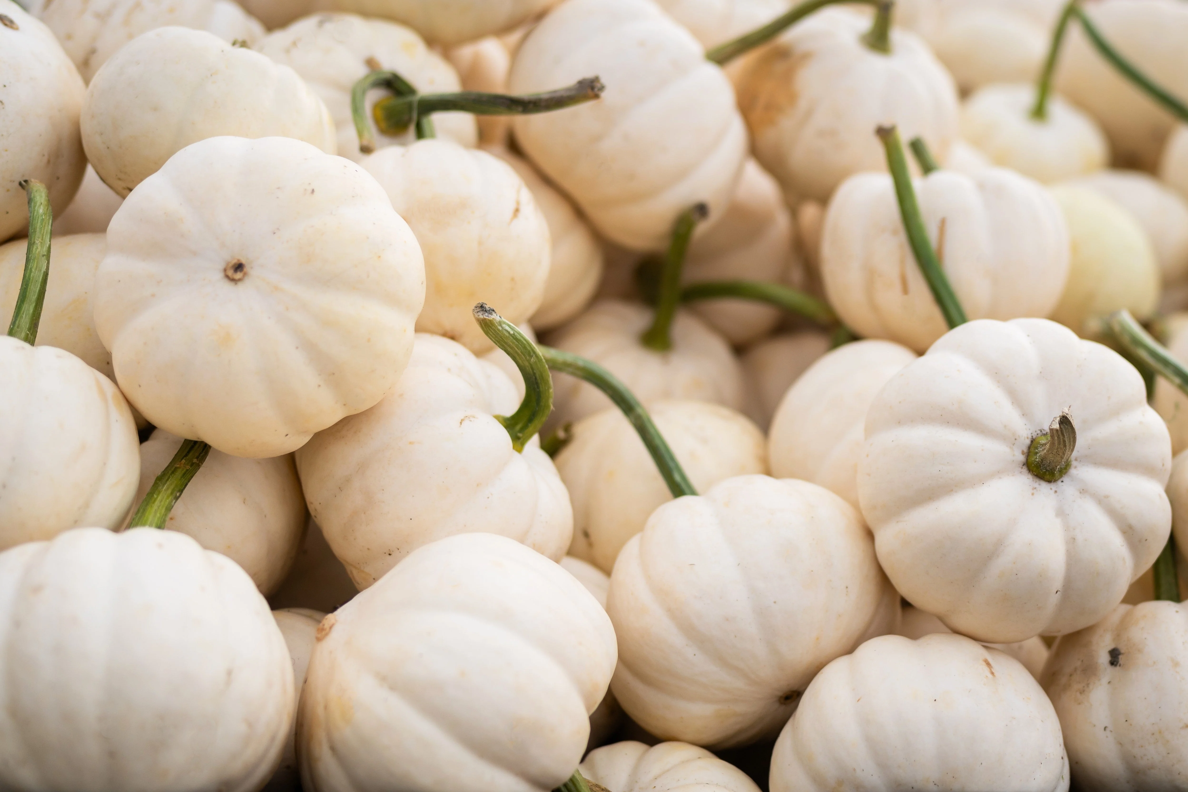 15 WHITE Baby Boo MINI PUMPKIN Miniature Cucurbita Pepo Vegetable Seeds - Image 4