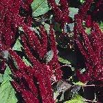 150 AMARANTHUS PYGMY TORCH (Prince of Wales Feather) Amaranthus Hypochondriacus Flower Seeds - Image 4