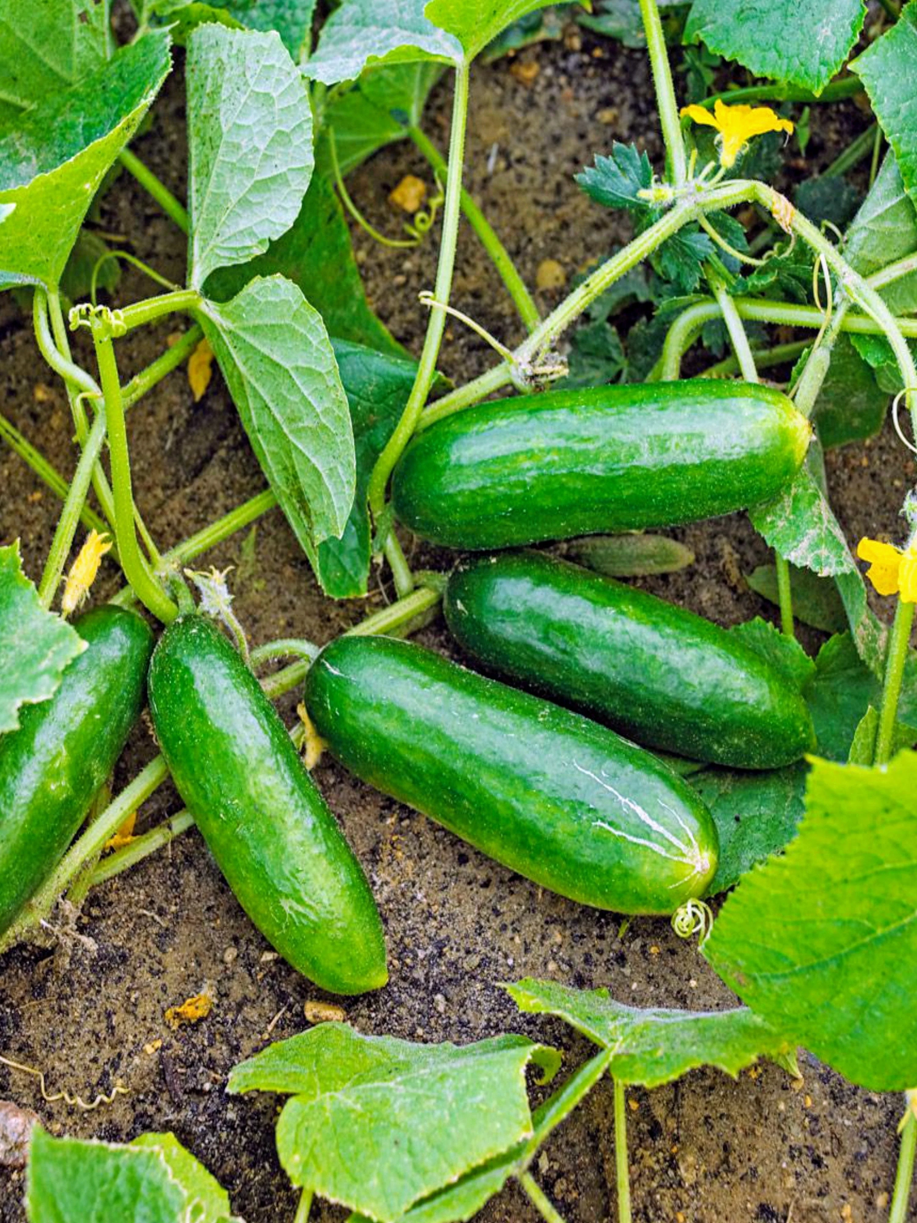 150 BOSTON PICKLING CUCUMBER Heirloom Cucumis Sativus Fruit Vegetable Seeds - Image 11
