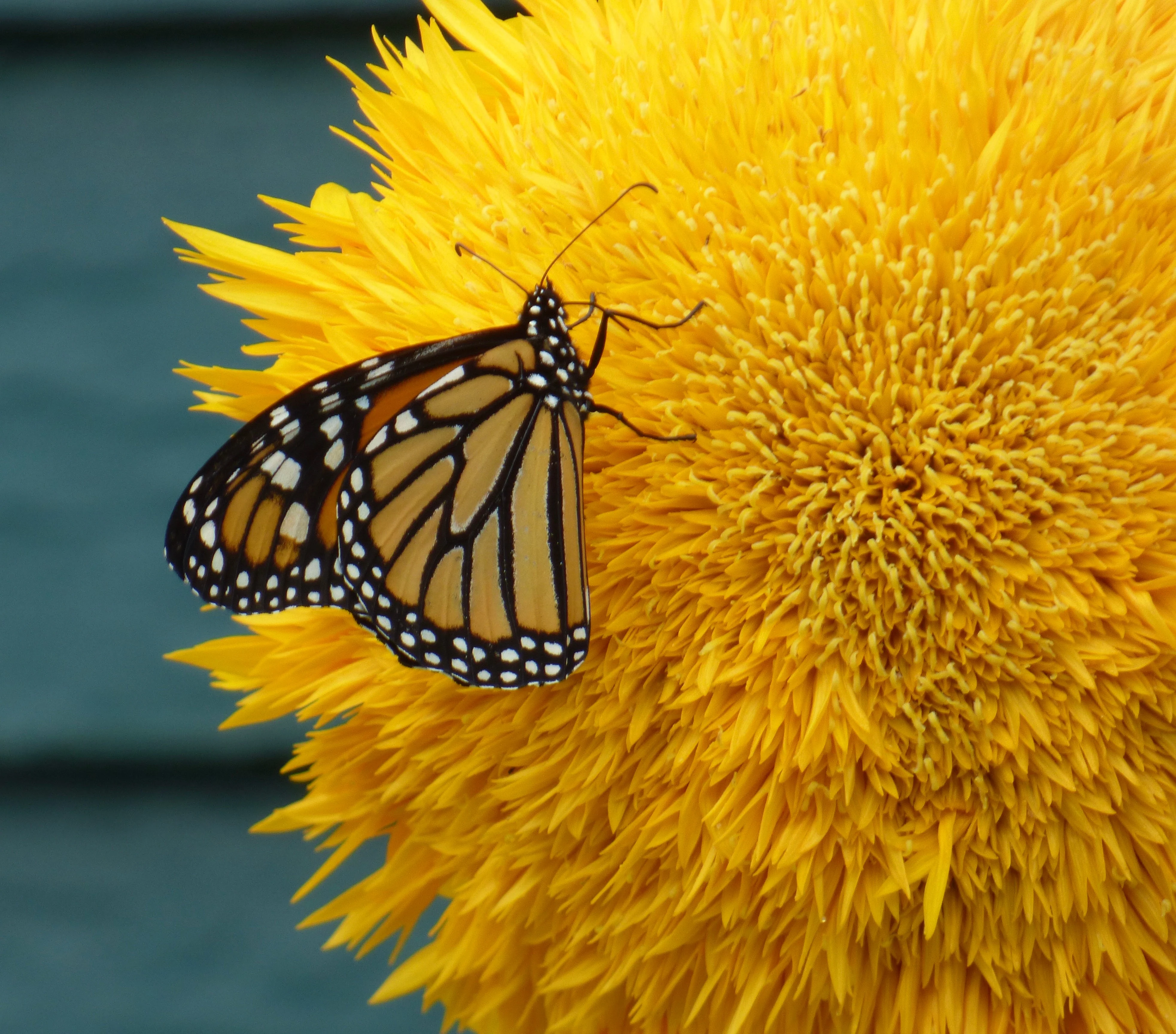 150 Double DWARF TEDDYBEAR SUNFLOWER Helianthus Annuus Yellow Flower Seeds - Image 10
