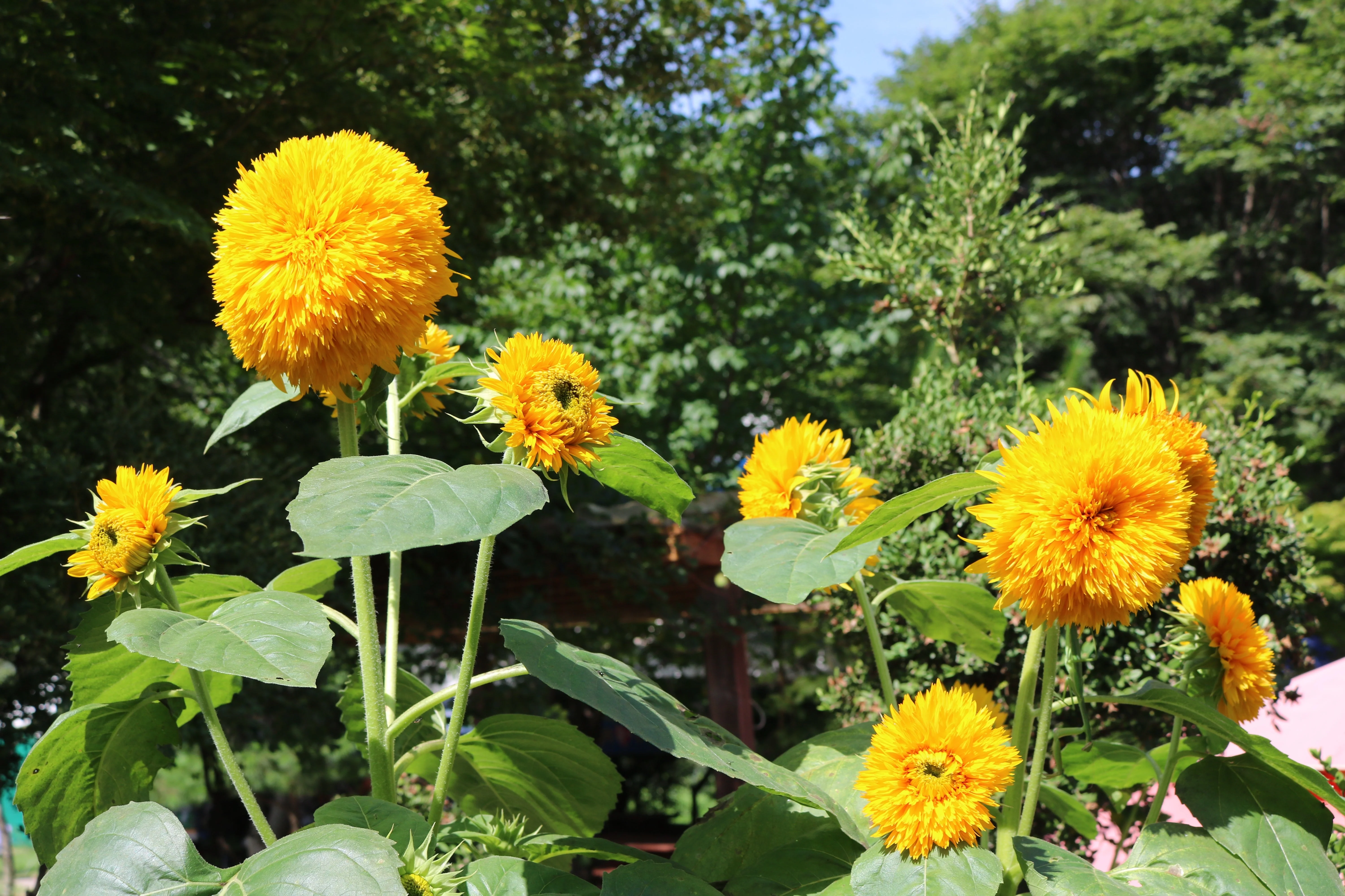 150 Double DWARF TEDDYBEAR SUNFLOWER Helianthus Annuus Yellow Flower Seeds - Image 7