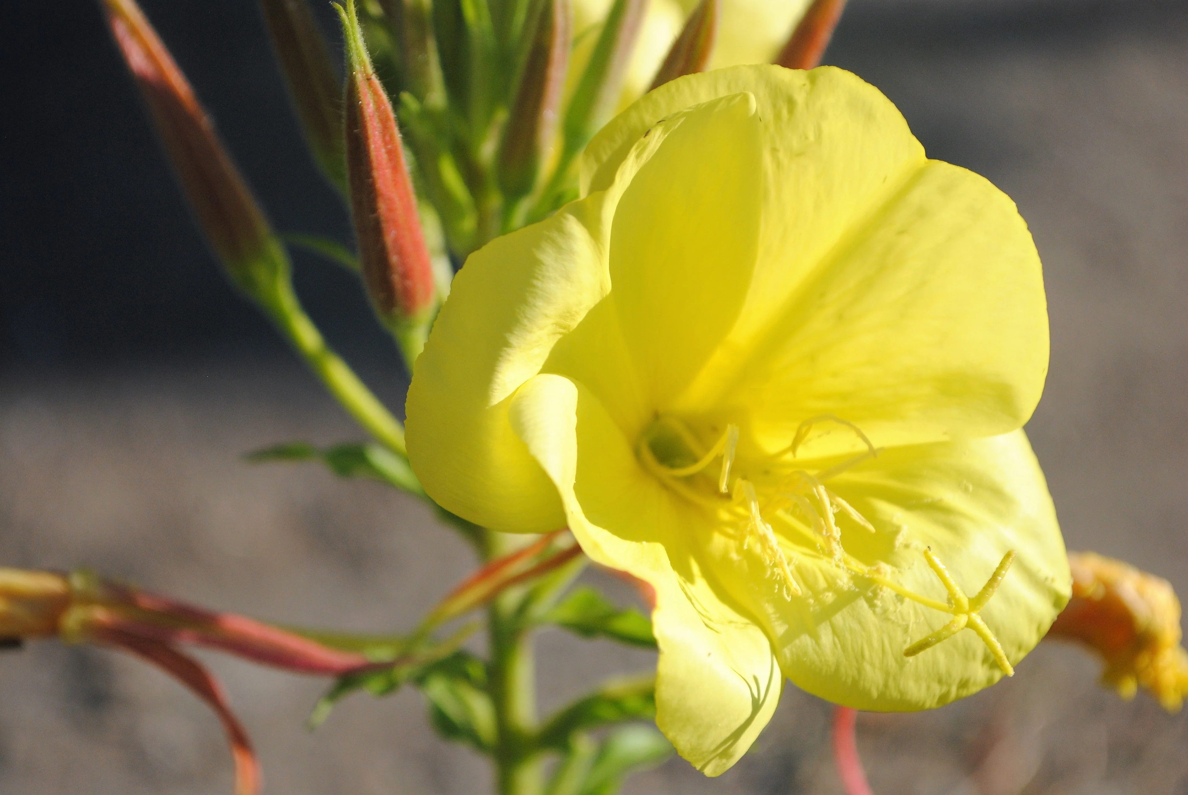 150 DWARF EVENING PRIMROSE ( Missouri Primrose / Ozark Sundrops ) Oenothera Macrocarpa syn. Missouriensis Native Yellow Flower Seeds - Image 7