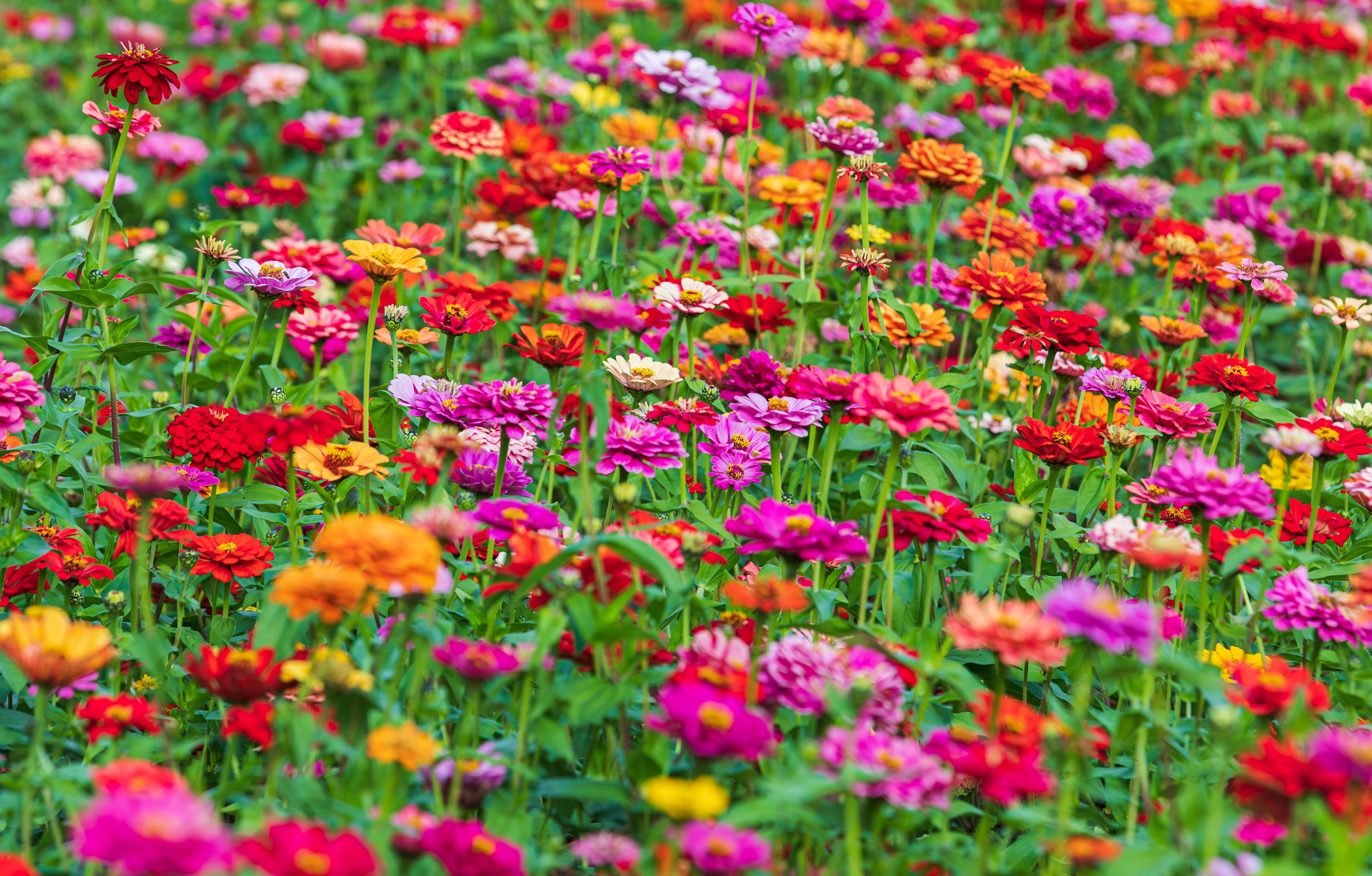 150 DWARF THUMBELINA ZINNIA Elegans Mixed Colors Flower Seeds - Image 6