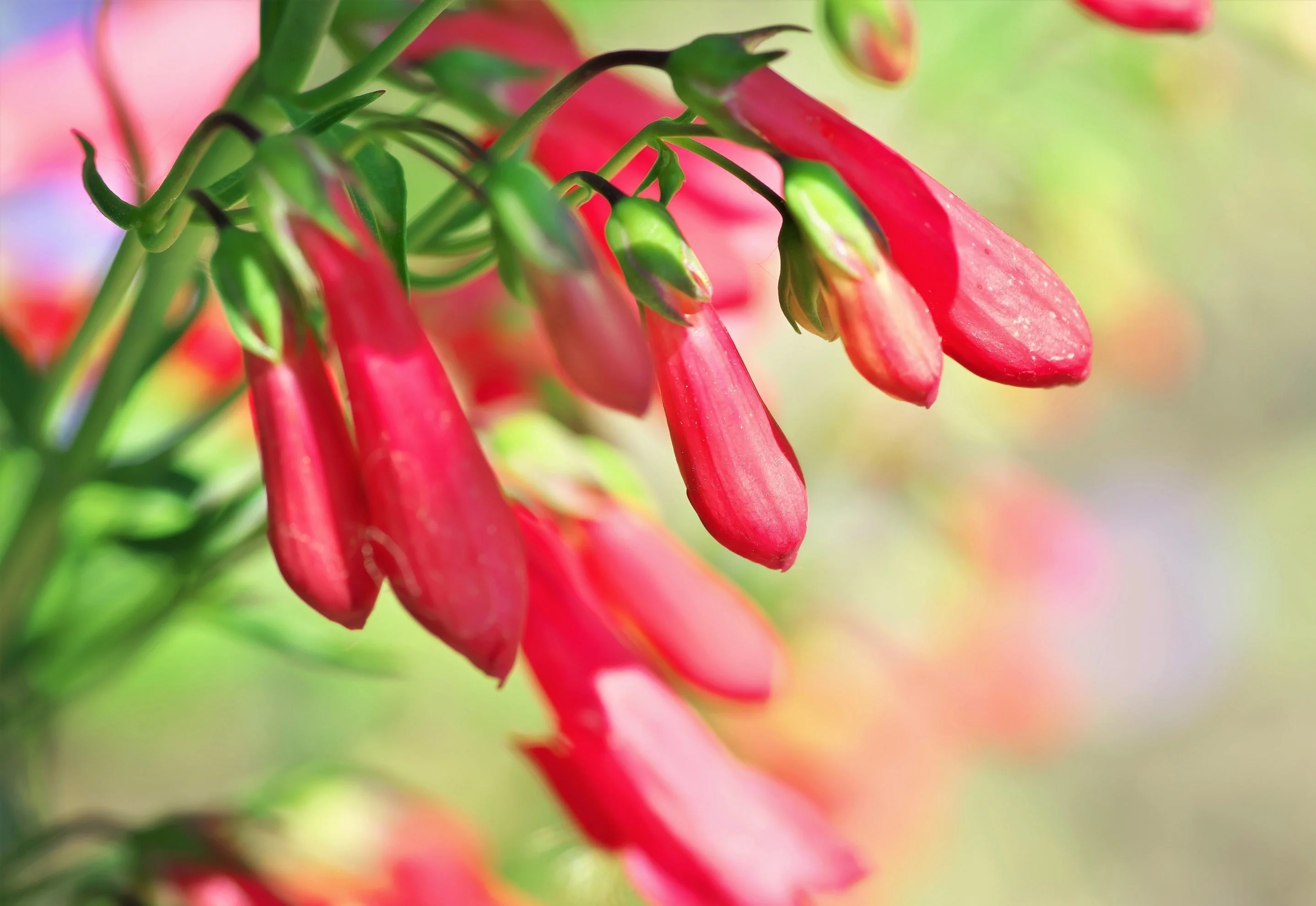 150 Eatons RED FIRECRACKER PENSTEMON Eatonii Native Hummingbird Flower Seeds - Image 14