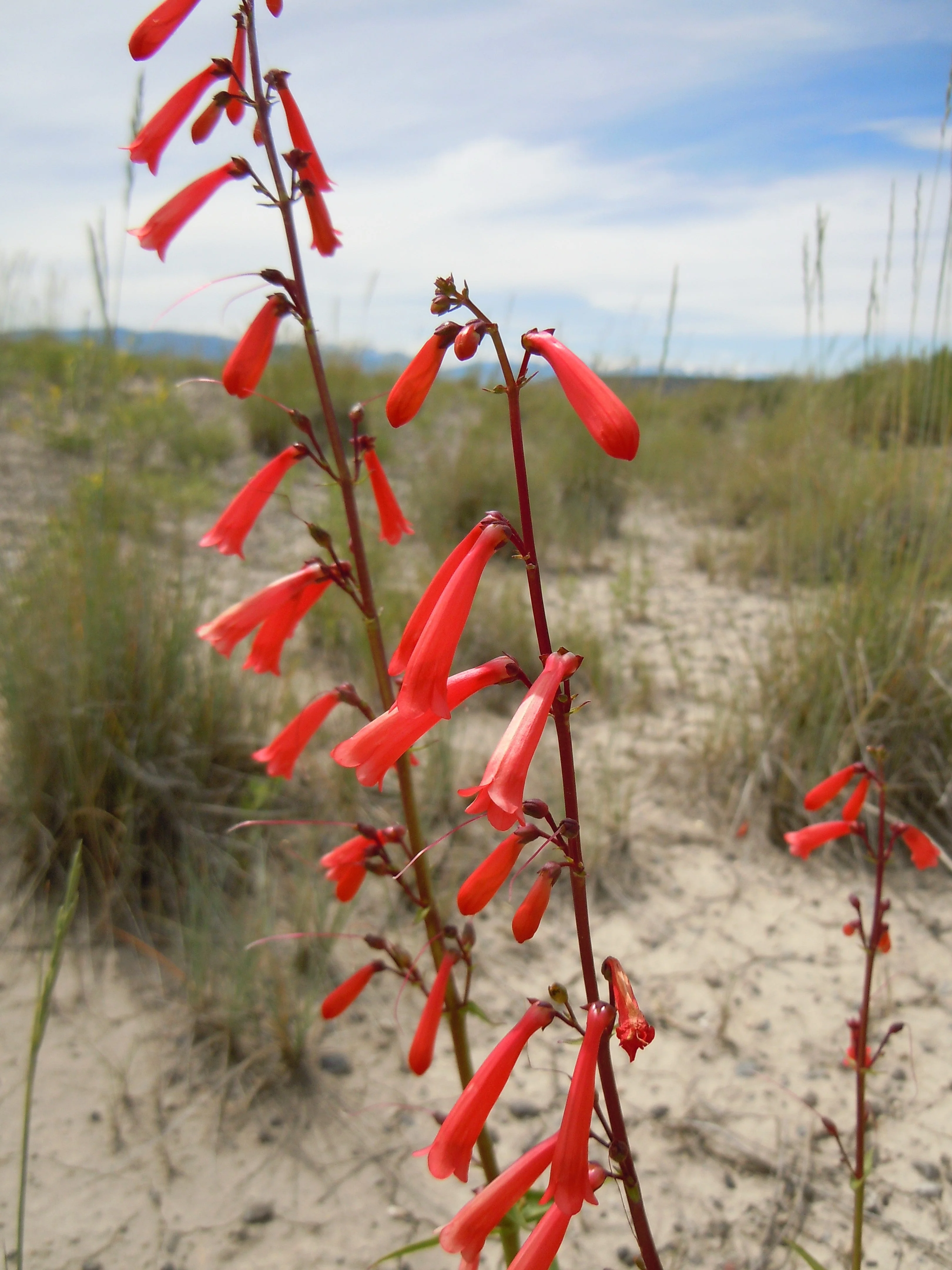 150 Eatons RED FIRECRACKER PENSTEMON Eatonii Native Hummingbird Flower Seeds - Image 6