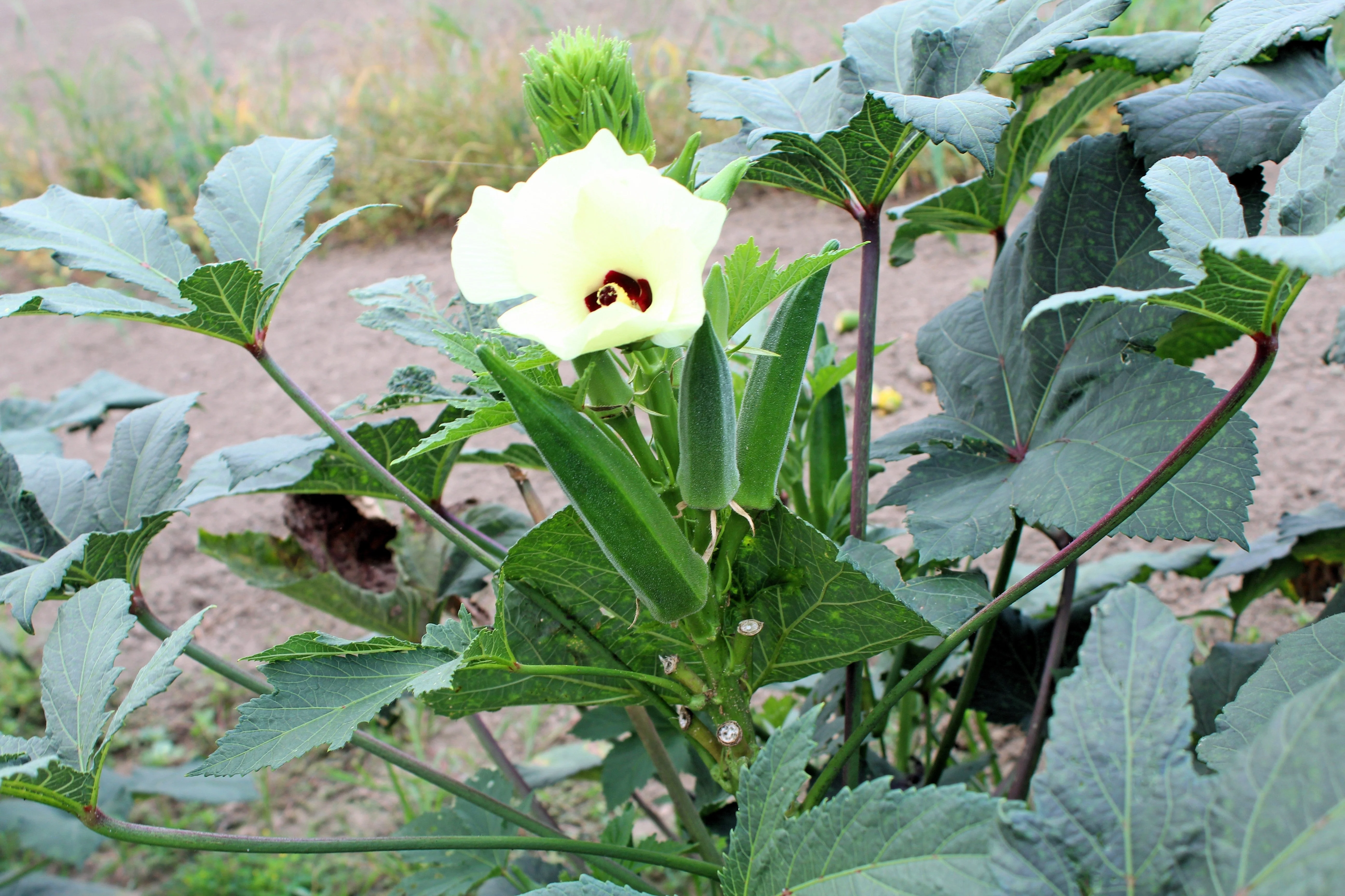 150 EMERALD GREEN Velvet OKRA Spineless Abelmoschus Esculentus Vegetable Seeds - Image 3