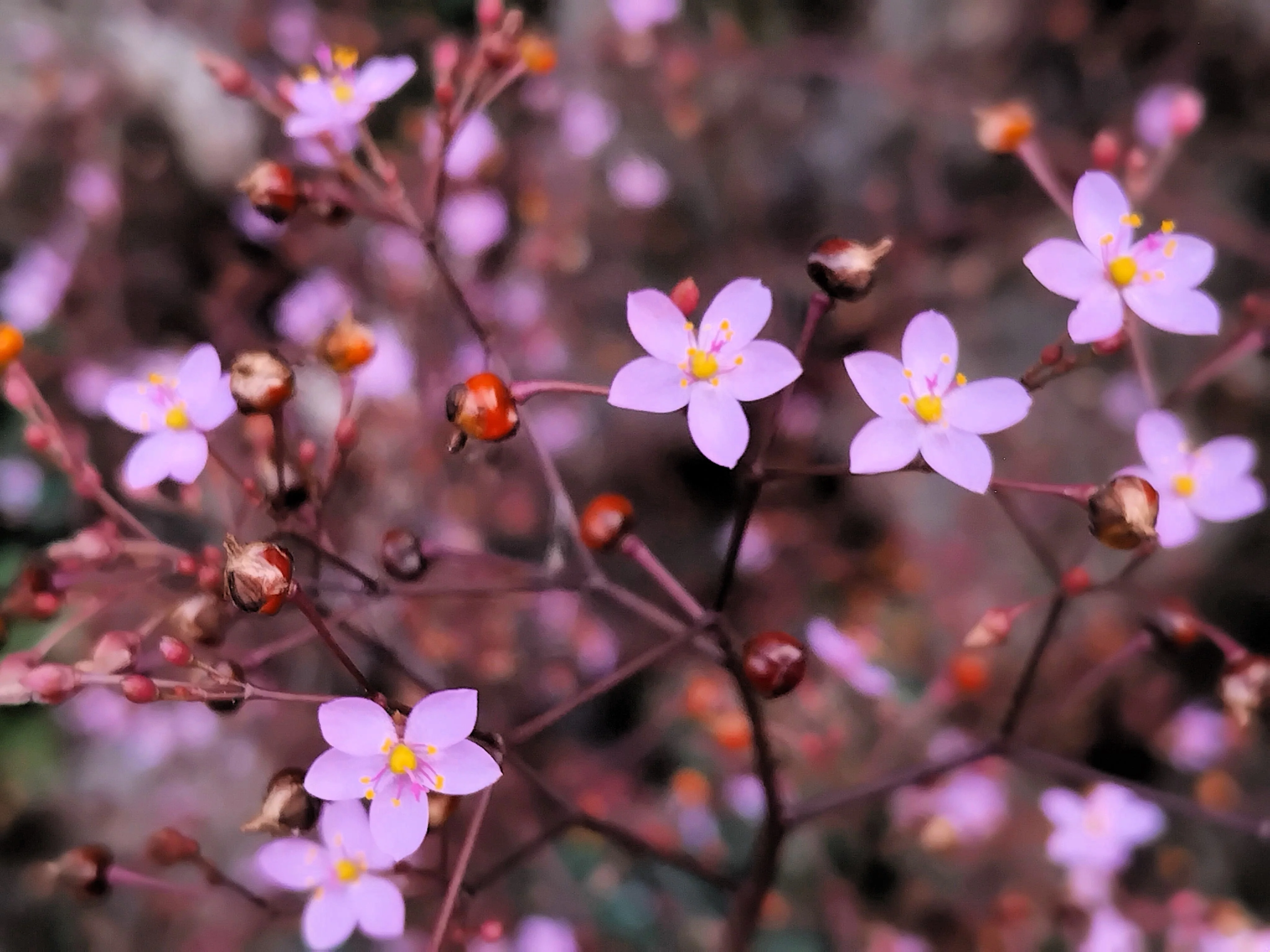 150 FAME FLOWER Jewels of Opar Talinum Paniculatum Portulaca Patens Fameflower Vegetable Leaf Seeds - Image 4