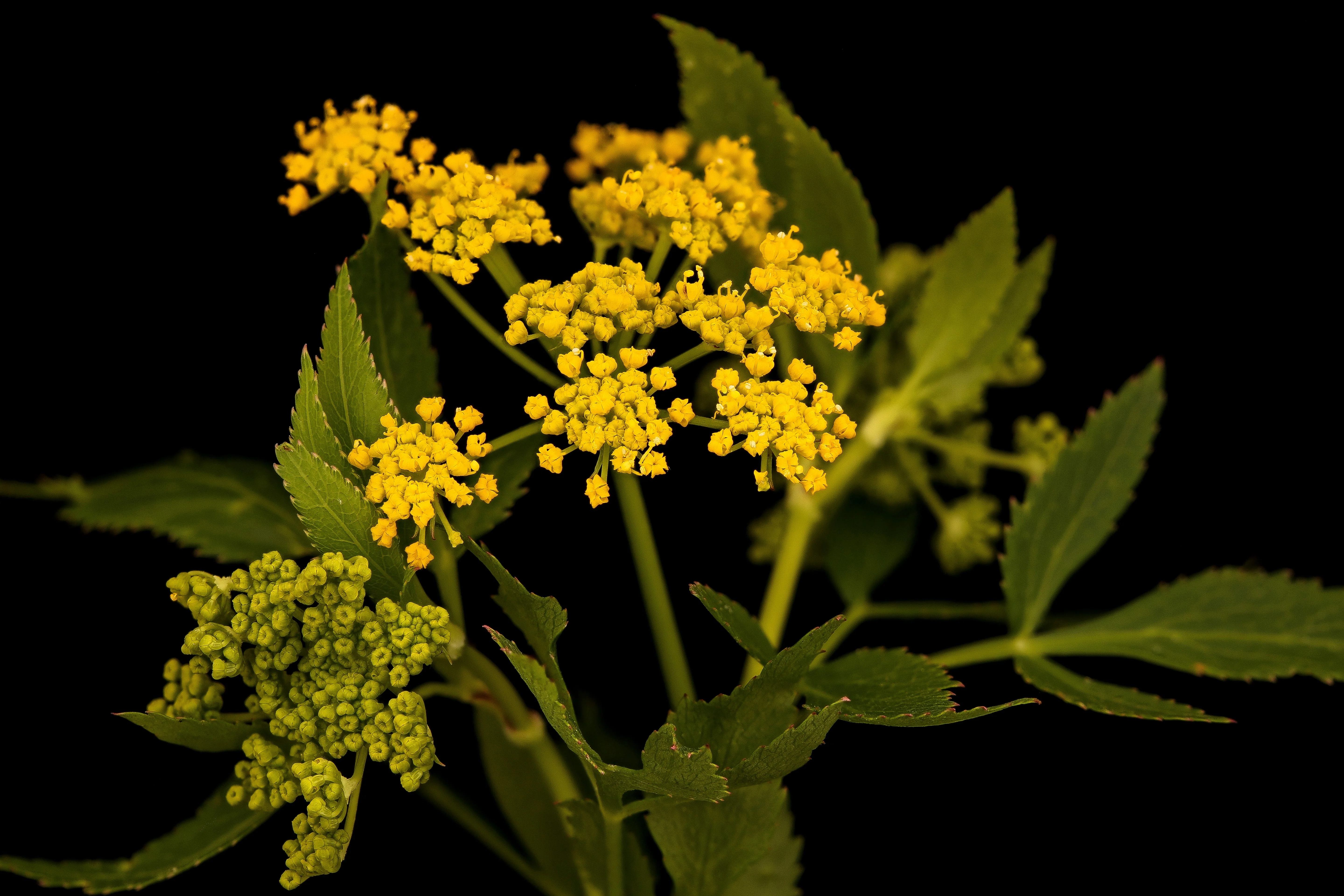 150 GOLDEN ALEXANDER (Golden Zizia / Meadow Zizia) Zizia Aurea Flower Seeds - Image 4