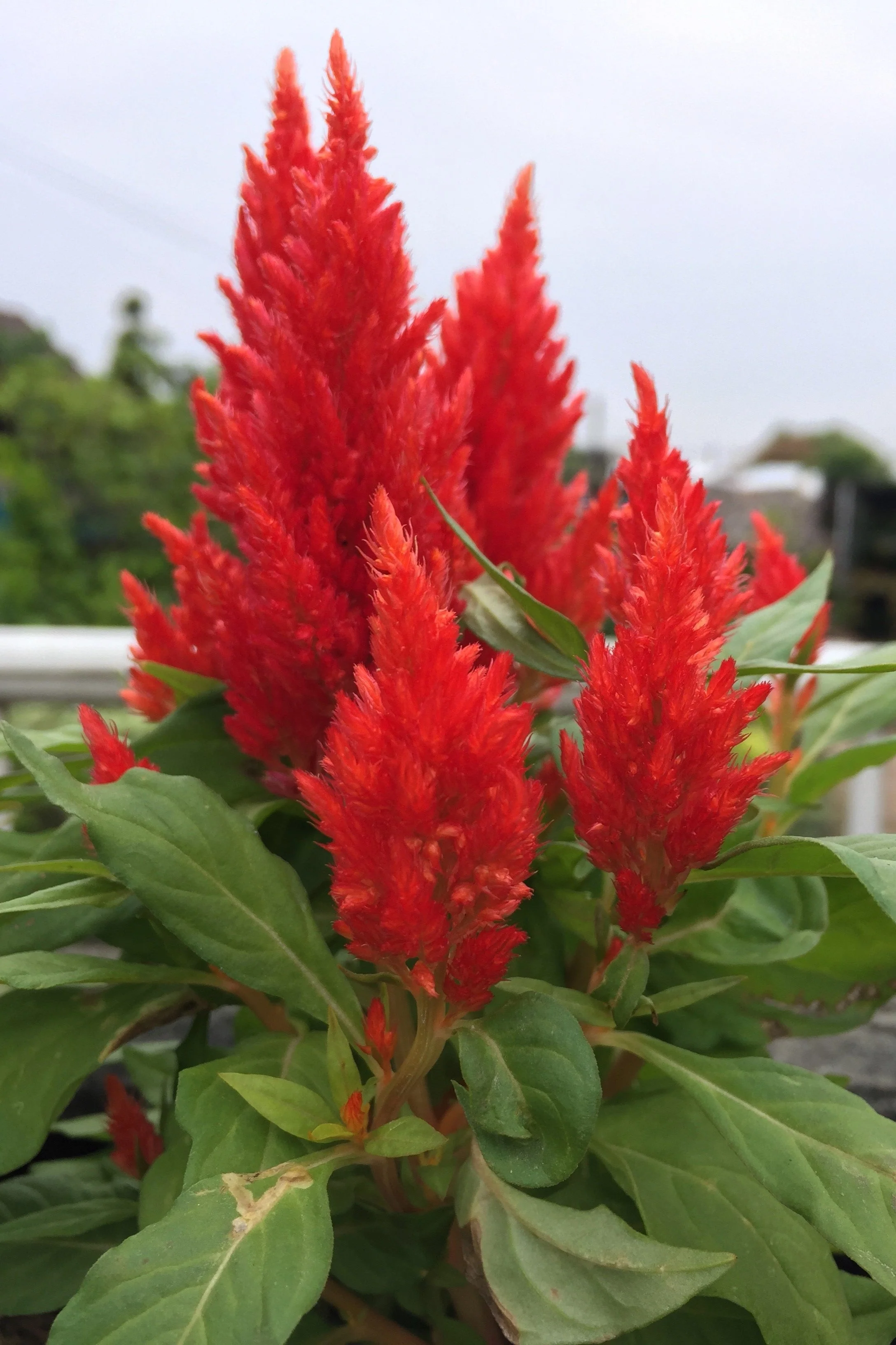150 Mixed PAMPAS PLUMES COCKSCOMB Celosia Plumosa Flower Seeds - Image 11