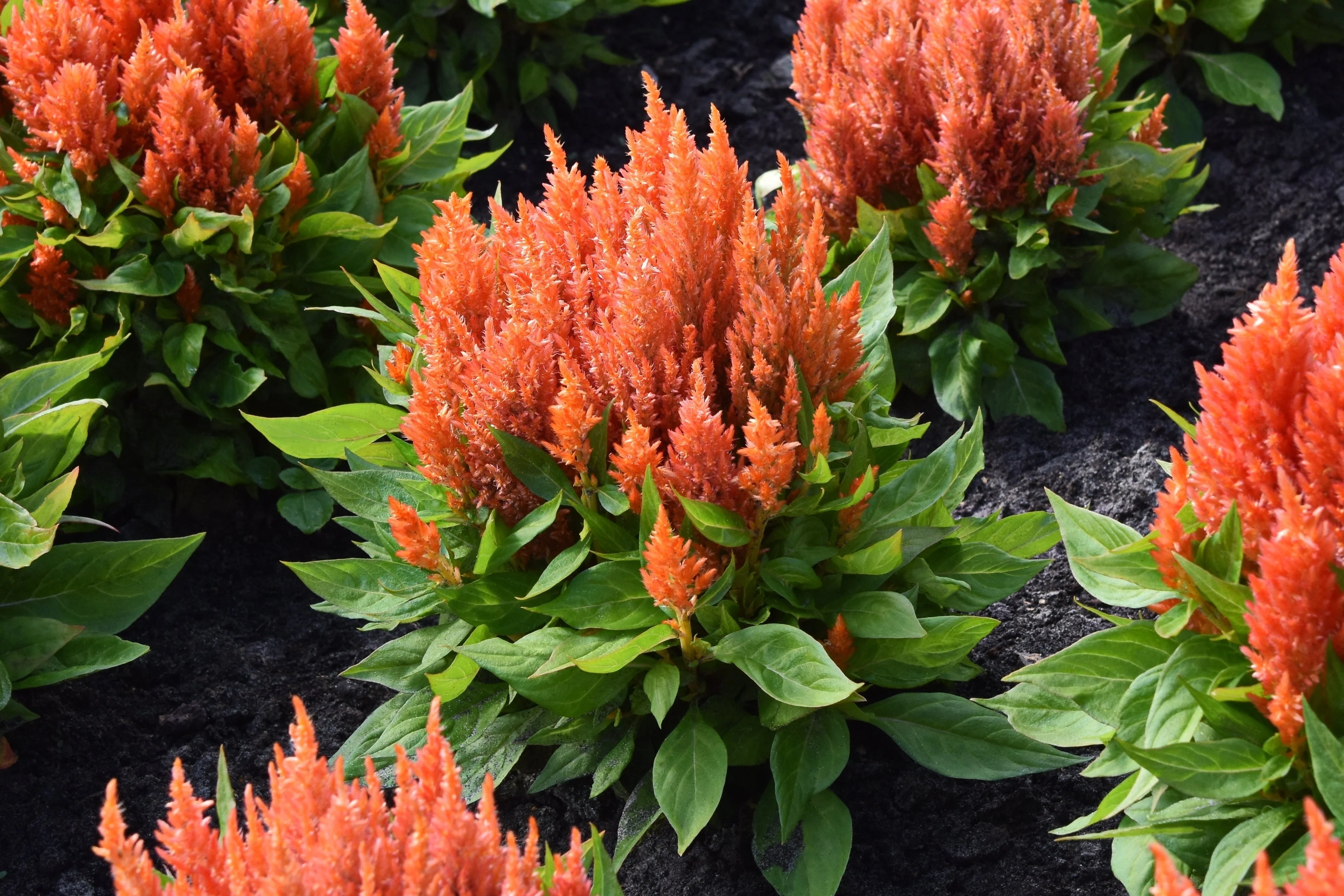 150 Mixed PAMPAS PLUMES COCKSCOMB Celosia Plumosa Flower Seeds - Image 14