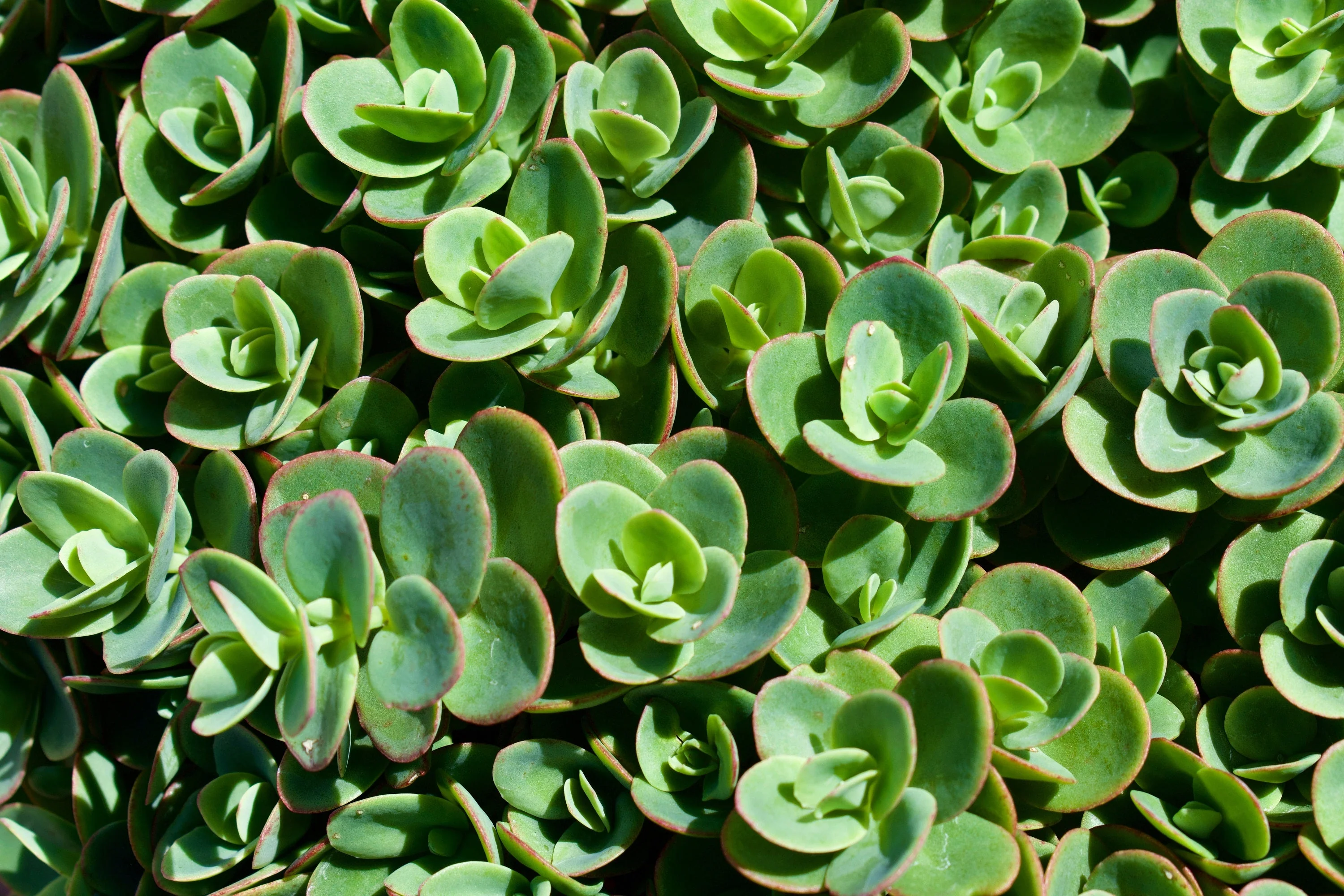 150 MIXED SEDUM Stonecrop Succulent Groundcover Red White Yellow Pink Purple Flower Seeds - Image 16