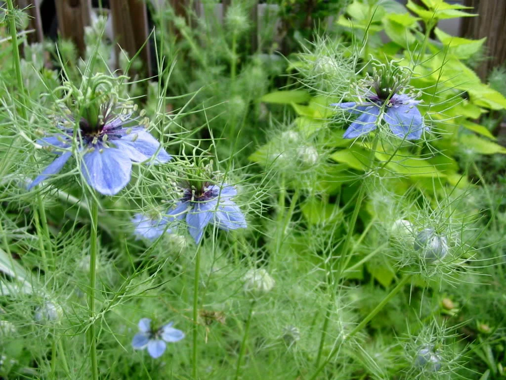 150 NIGELLA Sativa BLACK CUMIN Spice Black Caraway Fennel Flower Herb Seeds - Image 5