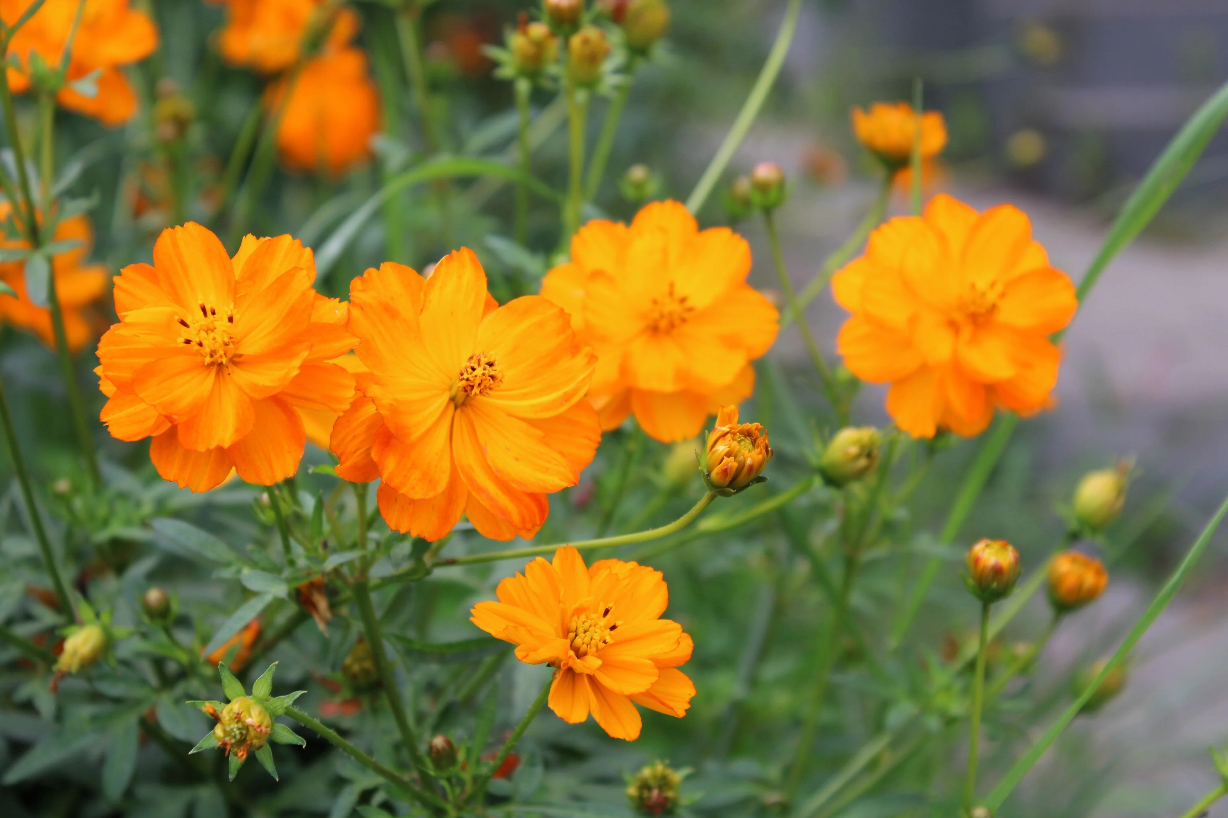 150 ORANGE SULPHUR COSMOS Klondike Sulphureus Seeds - Image 3