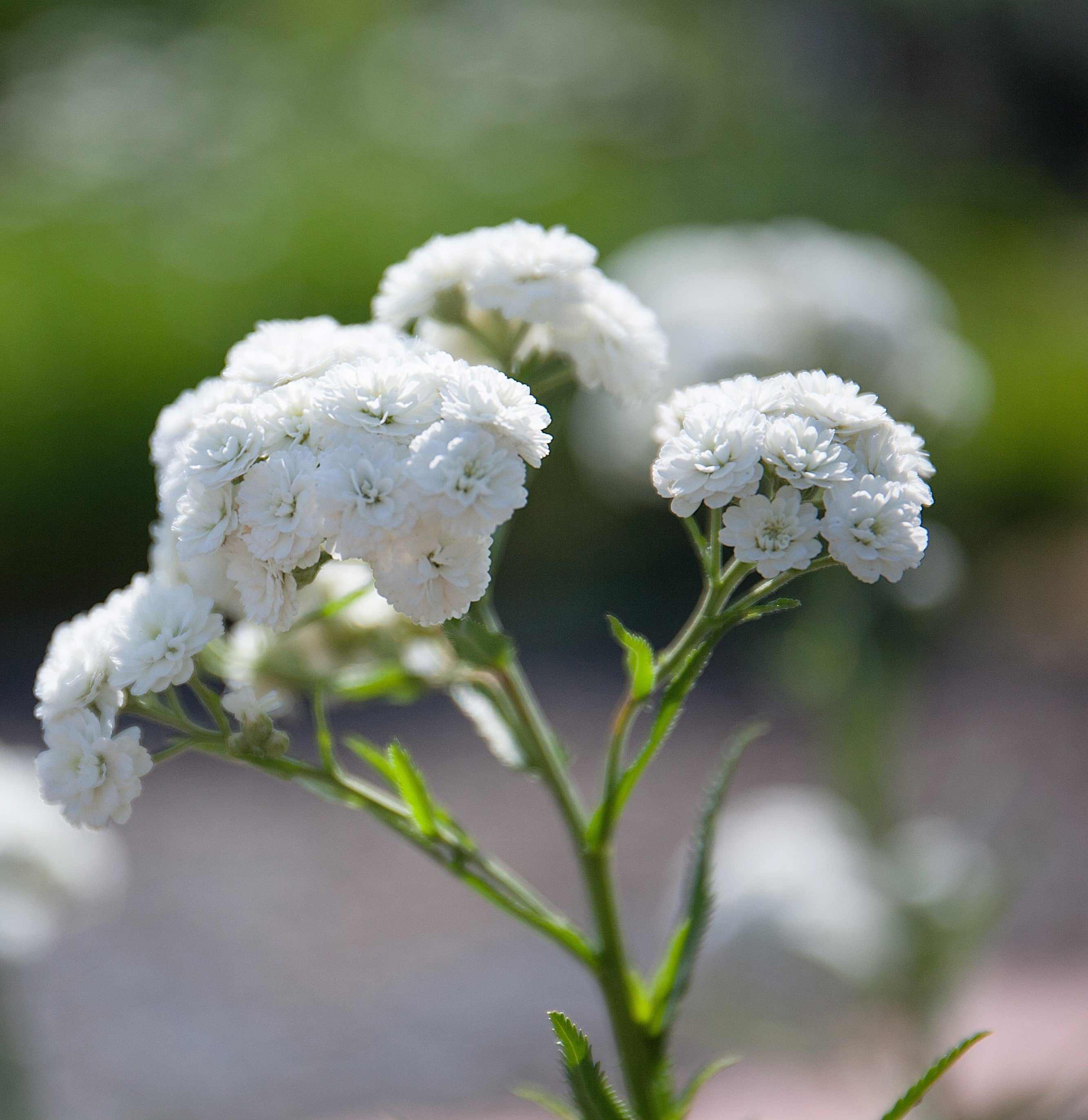 150 PEARL YARROW White Double Achillea Ptarmica Herb Flower Seeds - Image 10
