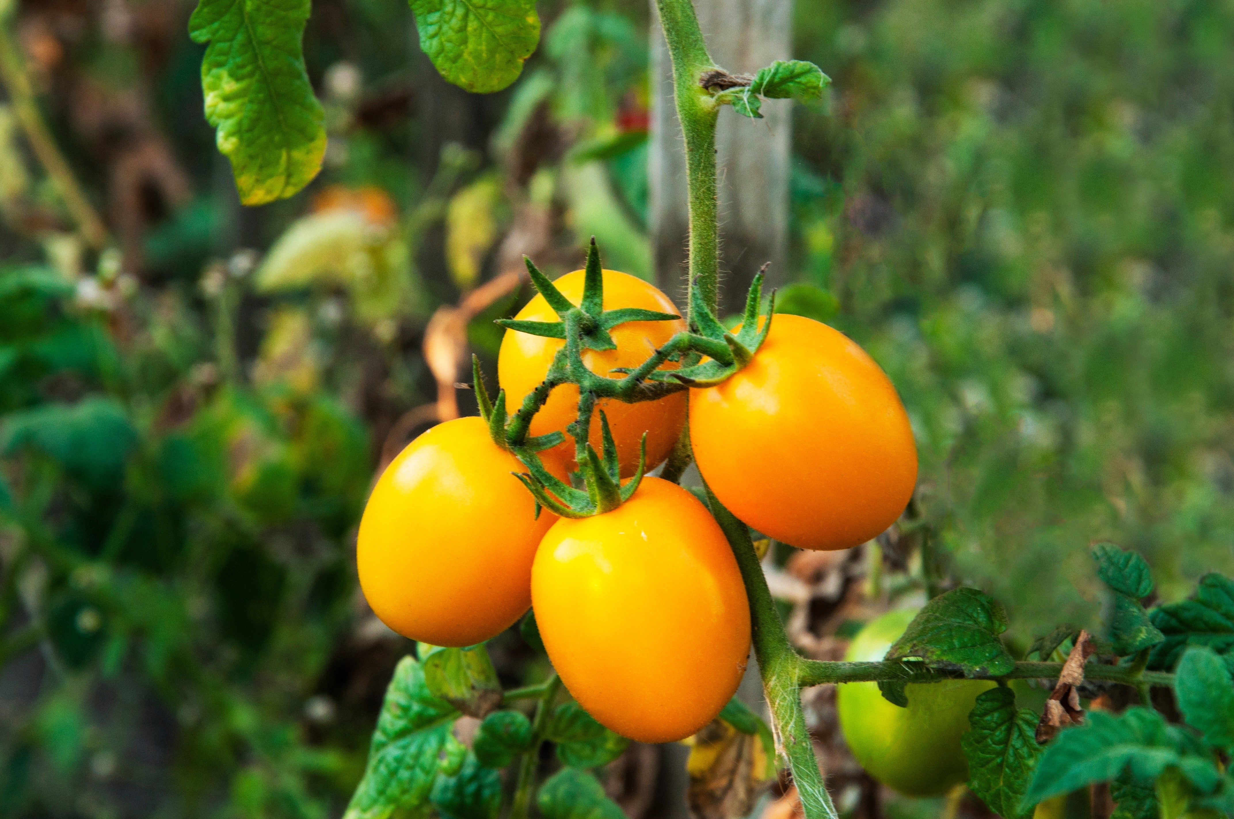 150 PLUM YELLOW TOMATO Lycopersicon Heirloom Indeterminate Fruit Vegetable Seeds - Image 2