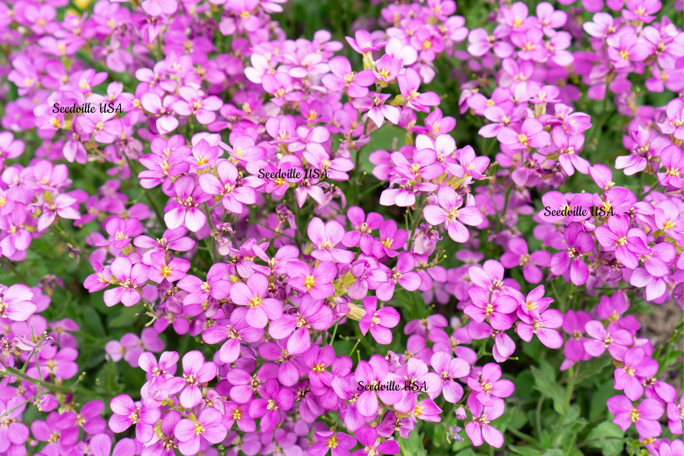 150 SPRING CHARM ROCKCRESS Rose Rock Cress Arabis Arendsii Flower Mix Seeds - Image 3