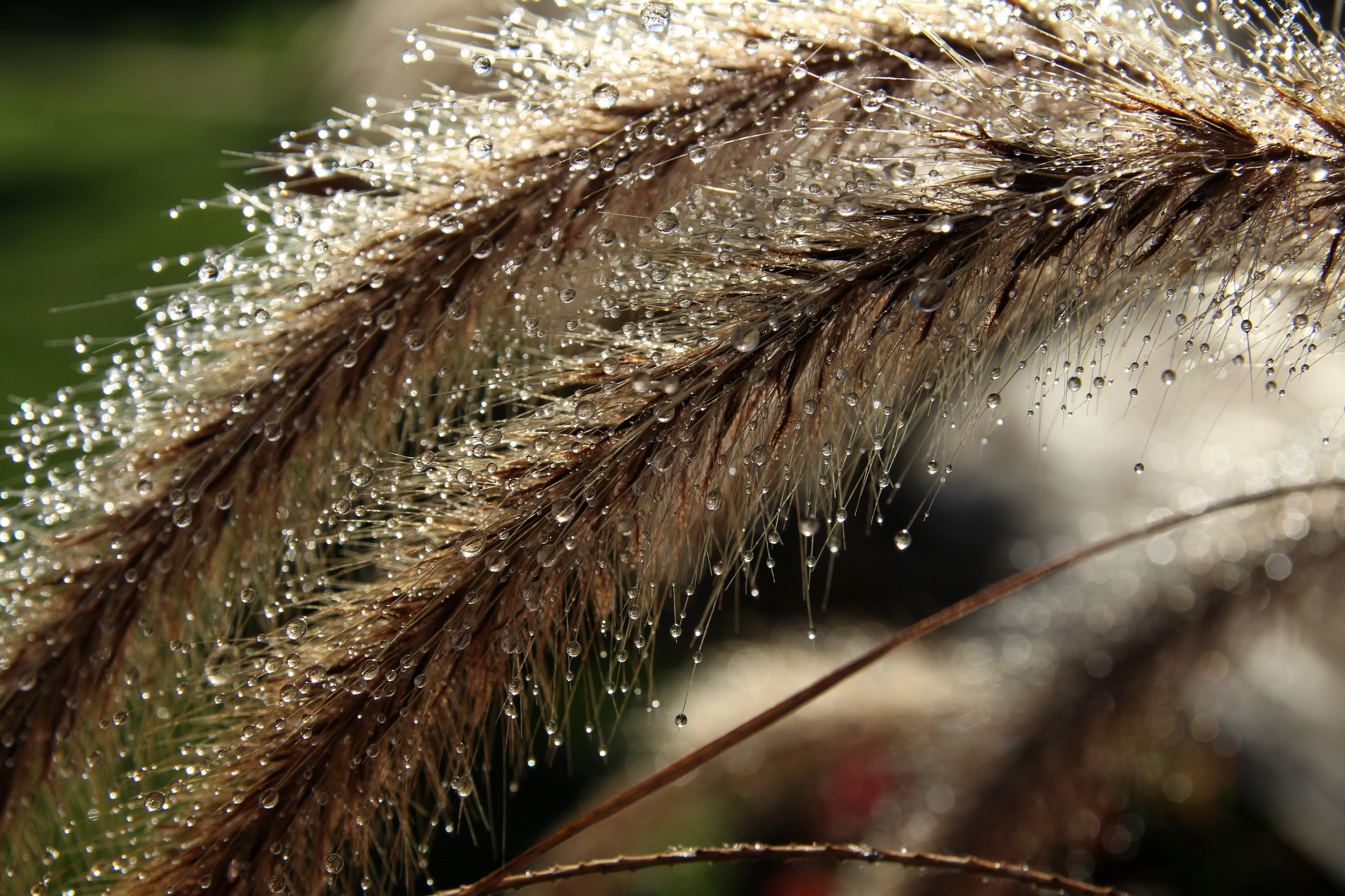 150 SWEET VERNAL GRASS Sweet Grass Vanilla Grass Anthoxanthum Odoratum Fragrant Vernalgrass Ornamental Craft Seeds - Image 10