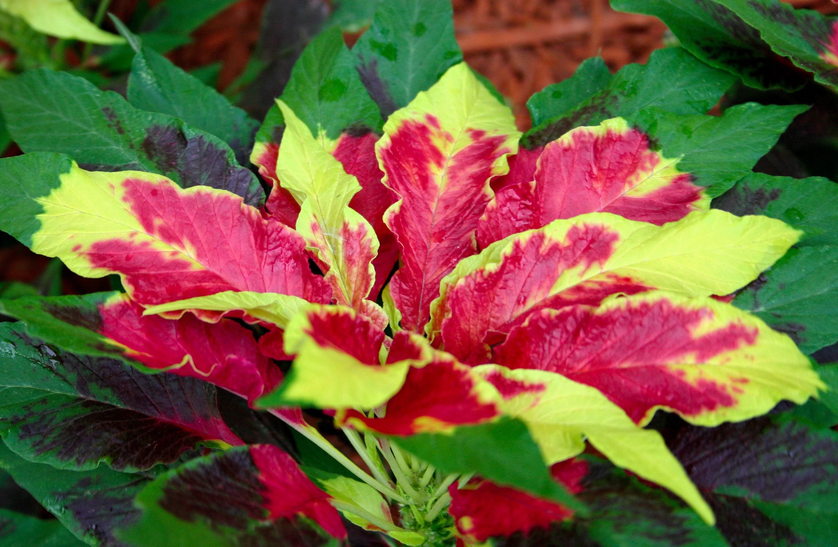 150 TRICOLOR AMARANTHUS PERFECTA Summer Poinsettia Amaranth Flower Seeds - Image 4