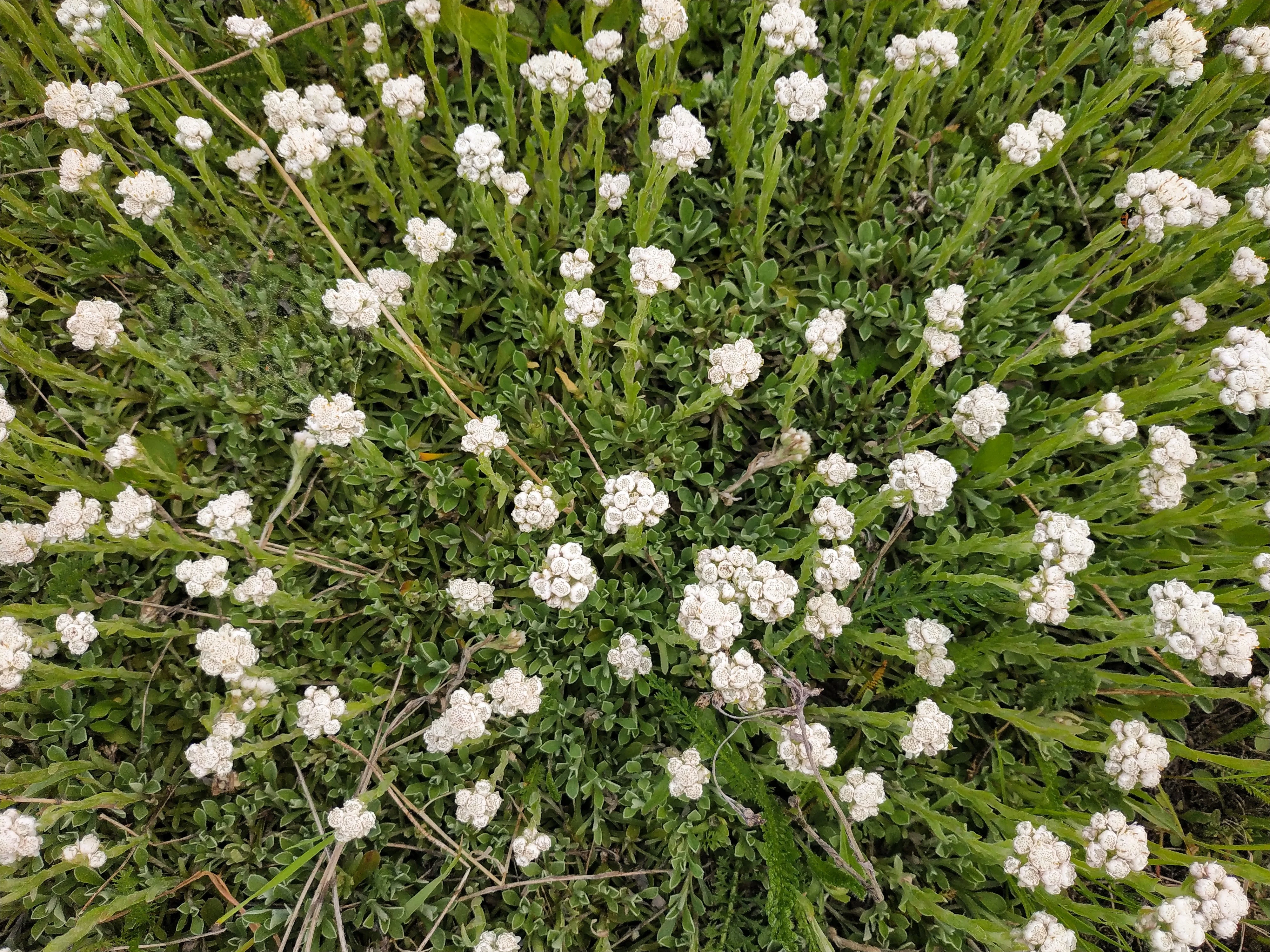 150 White PUSSYTOES Cats Paws Antennaria Flower Seeds - Image 3