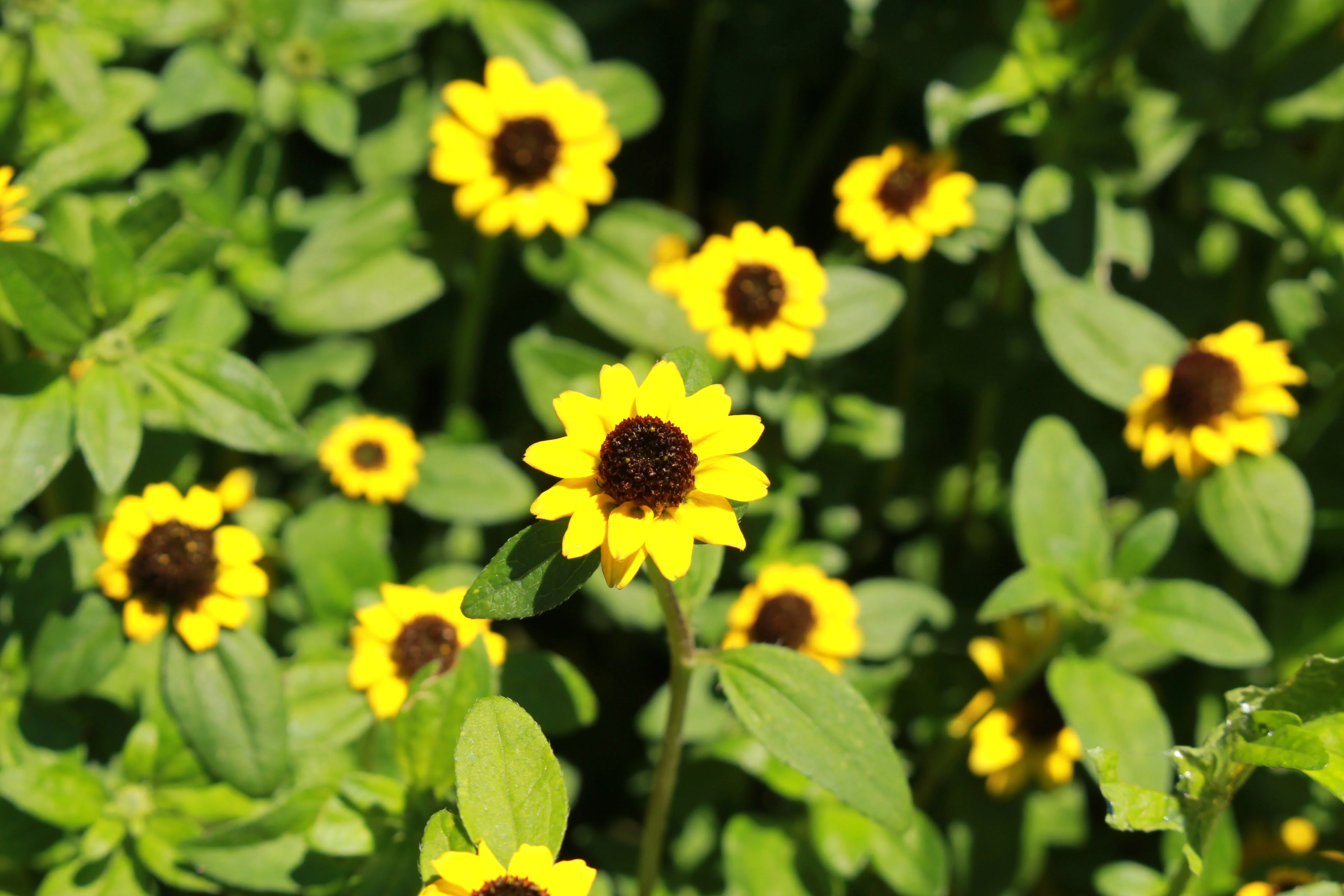 150 YELLOW CREEPING ZINNIA Sanvitalia Procumbens Seeds - Image 5