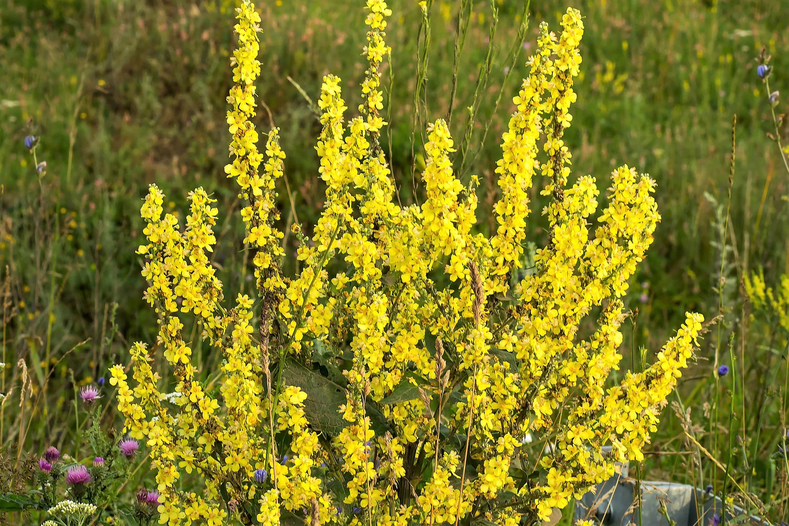 150 YELLOW VERBASCUM Thapsus Common Mullein Flower Herb Seeds - Image 10