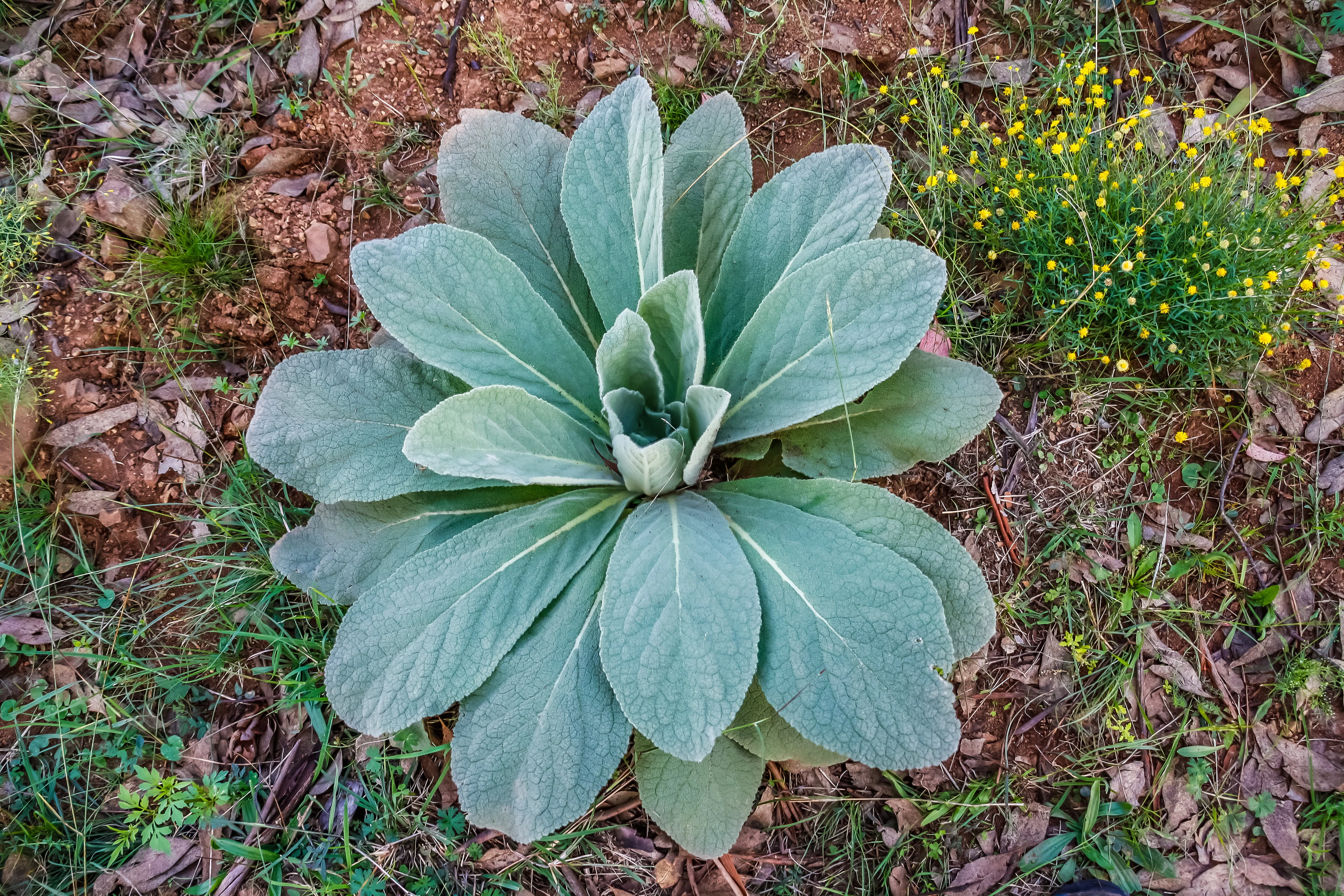 150 YELLOW VERBASCUM Thapsus Common Mullein Flower Herb Seeds - Image 4