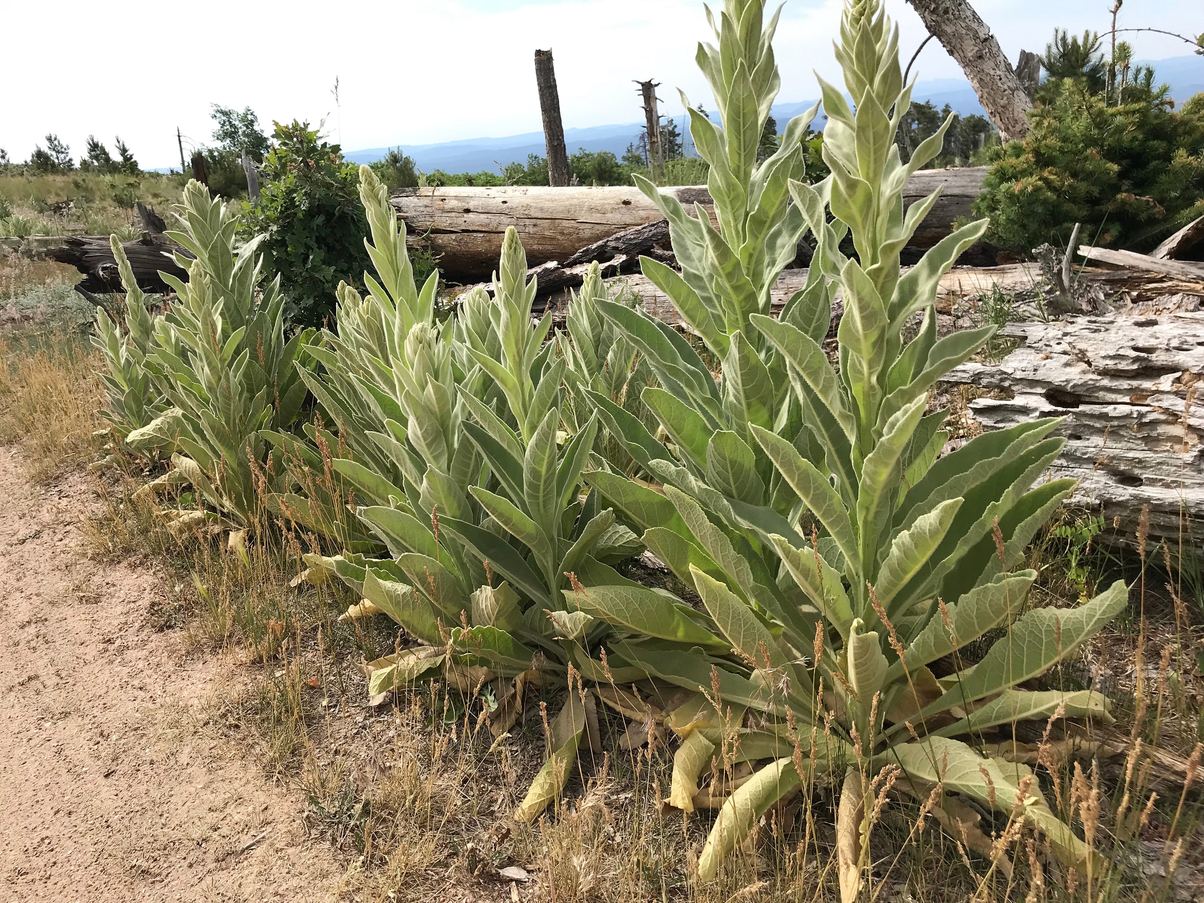 150 YELLOW VERBASCUM Thapsus Common Mullein Flower Herb Seeds - Image 6
