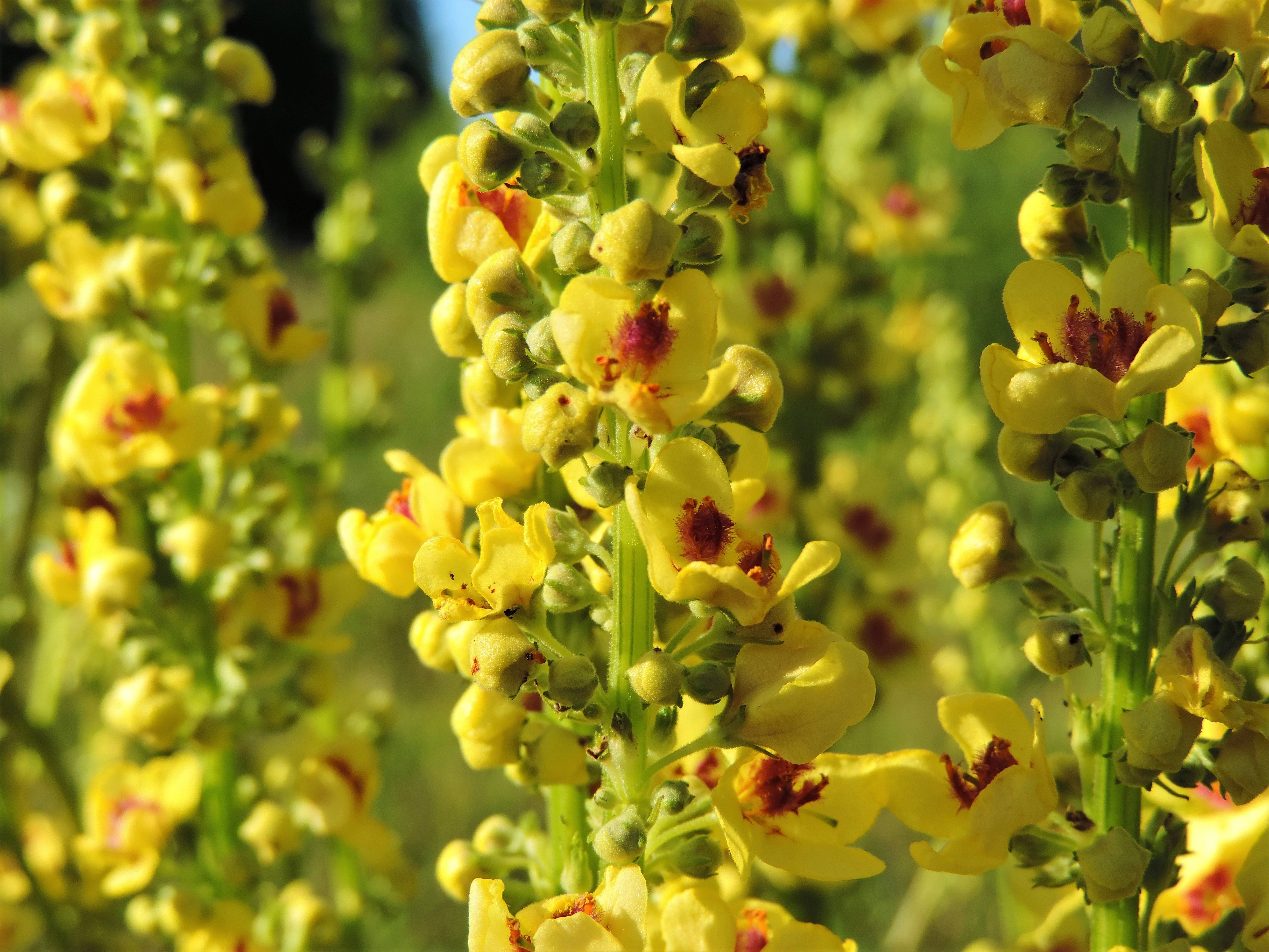 150 YELLOW VERBASCUM Thapsus Common Mullein Flower Herb Seeds - Image 7