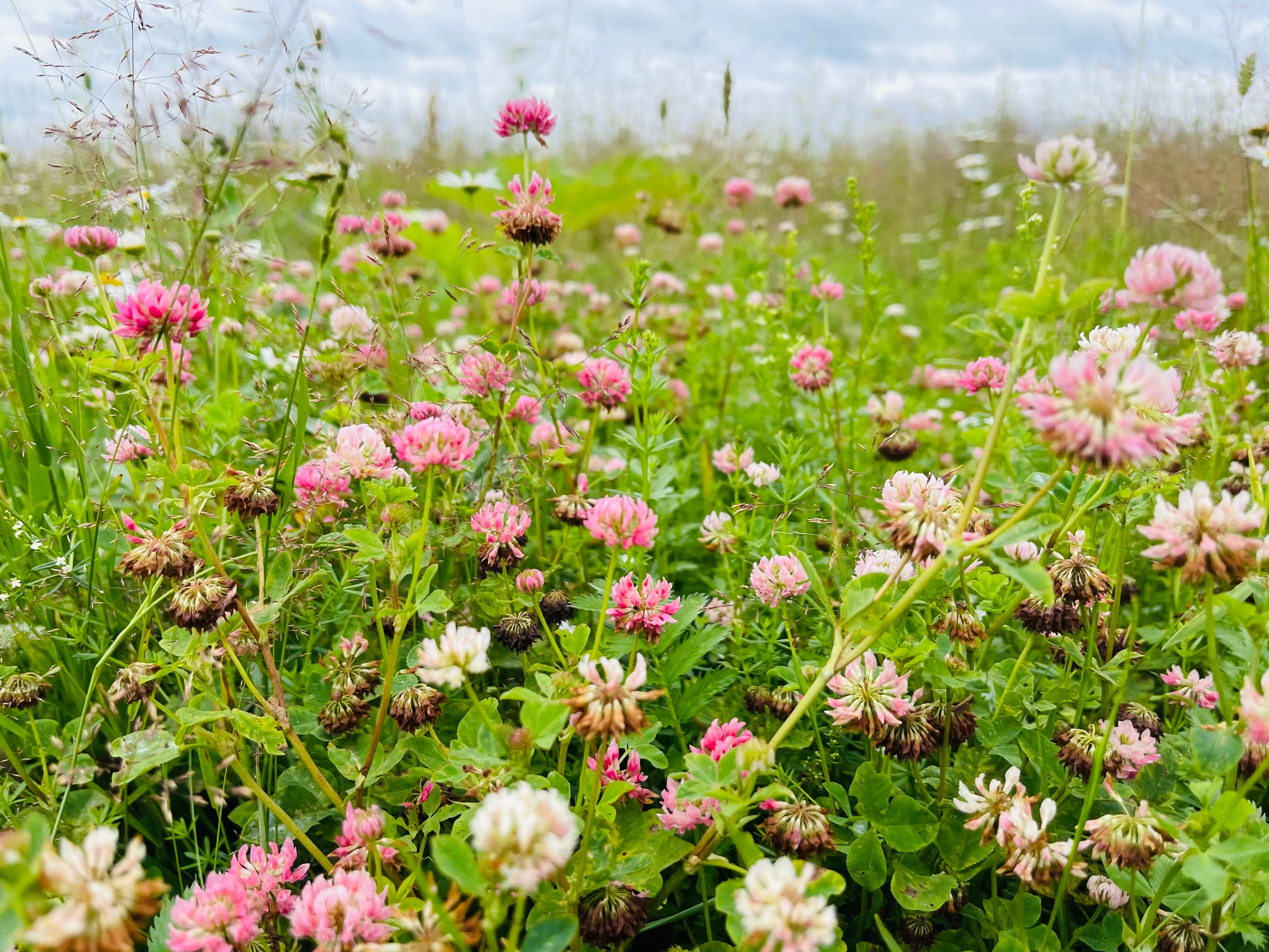 1500 ALSIKE CLOVER Trifolium Hybridum Pink & White Flower Legume Seeds - Image 7