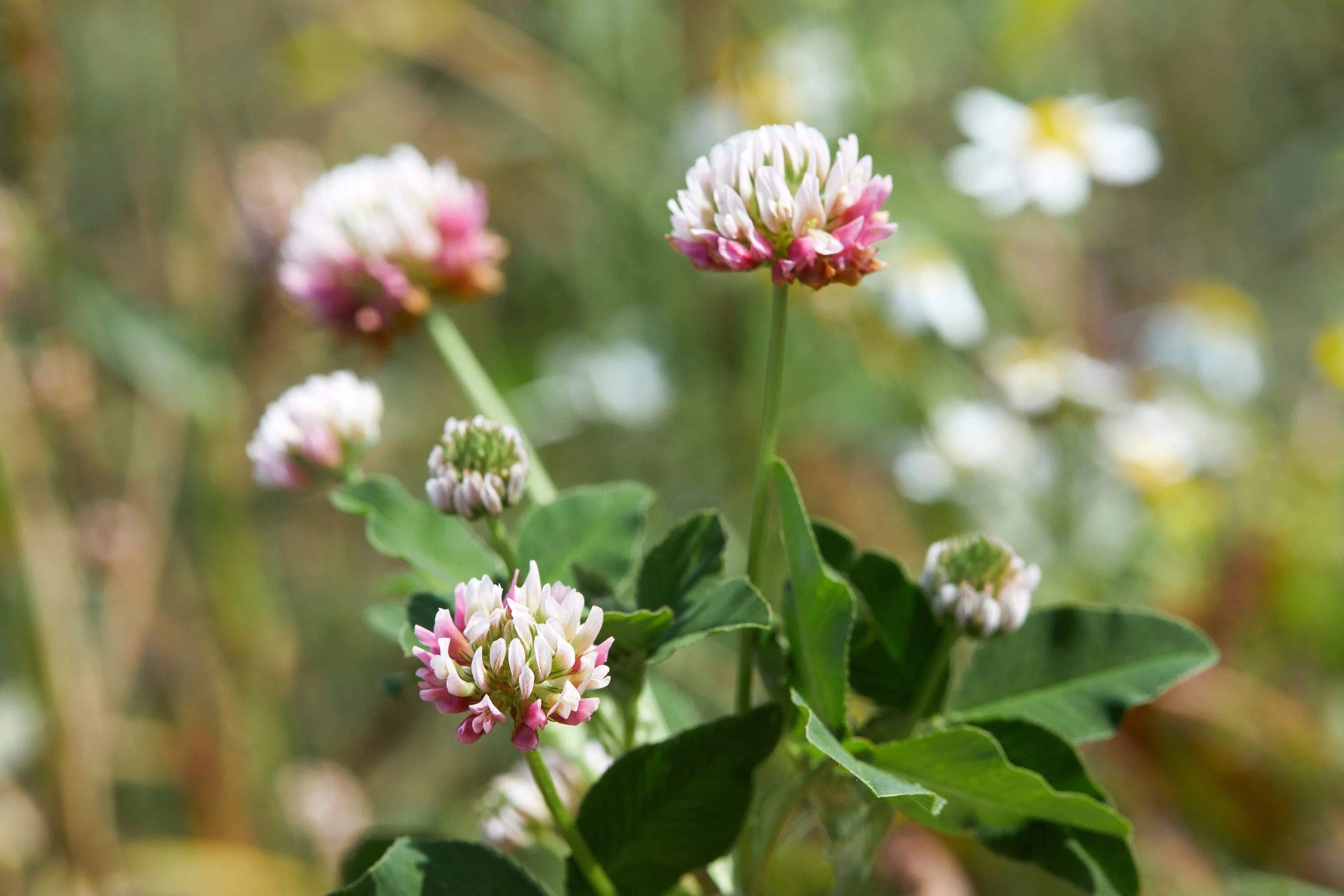 1500 ALSIKE CLOVER Trifolium Hybridum Pink & White Flower Legume Seeds - Image 8
