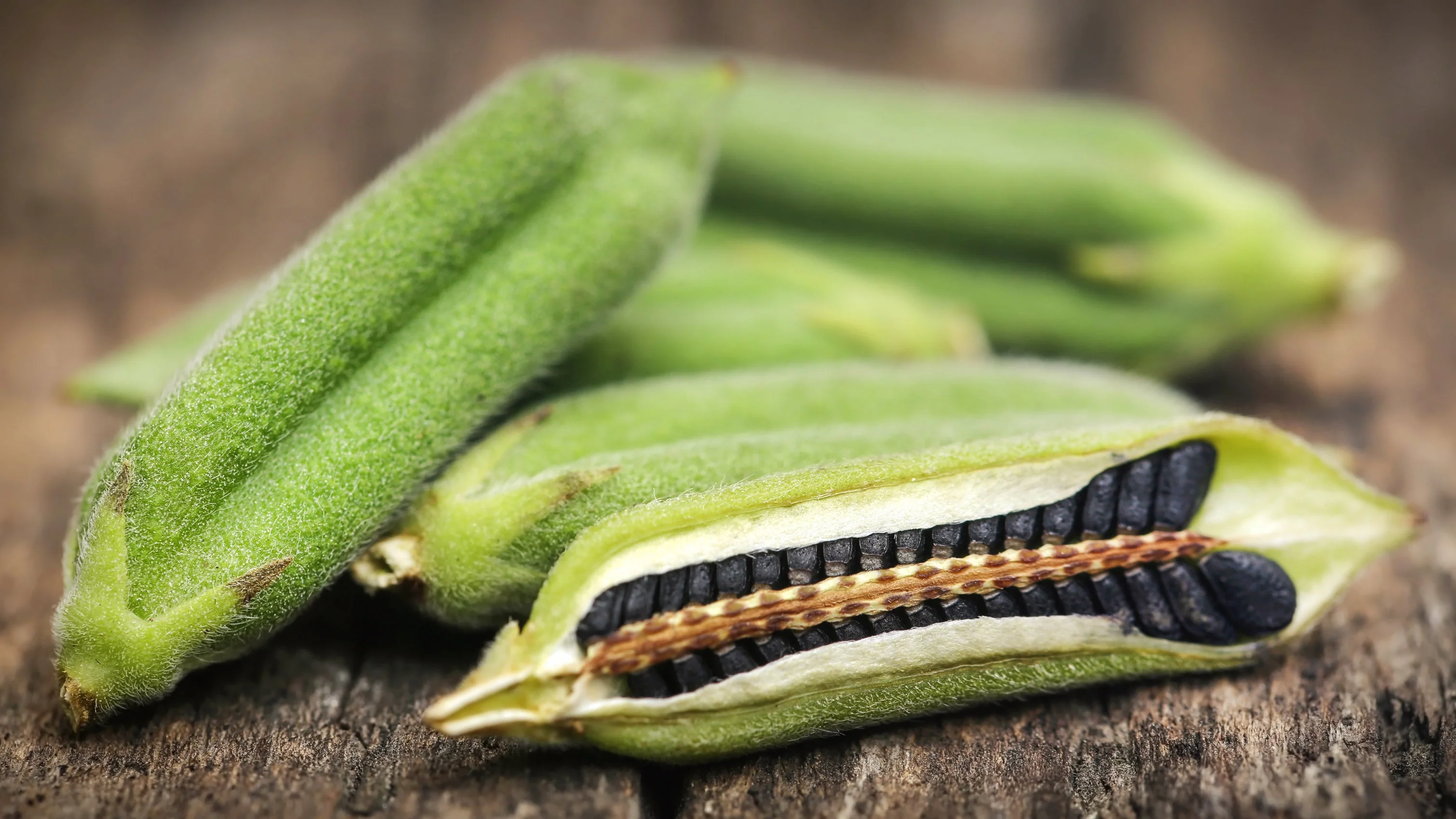 1500 BLACK SESAME Sesamum Indicum Vegetable Flower Seeds - Image 5