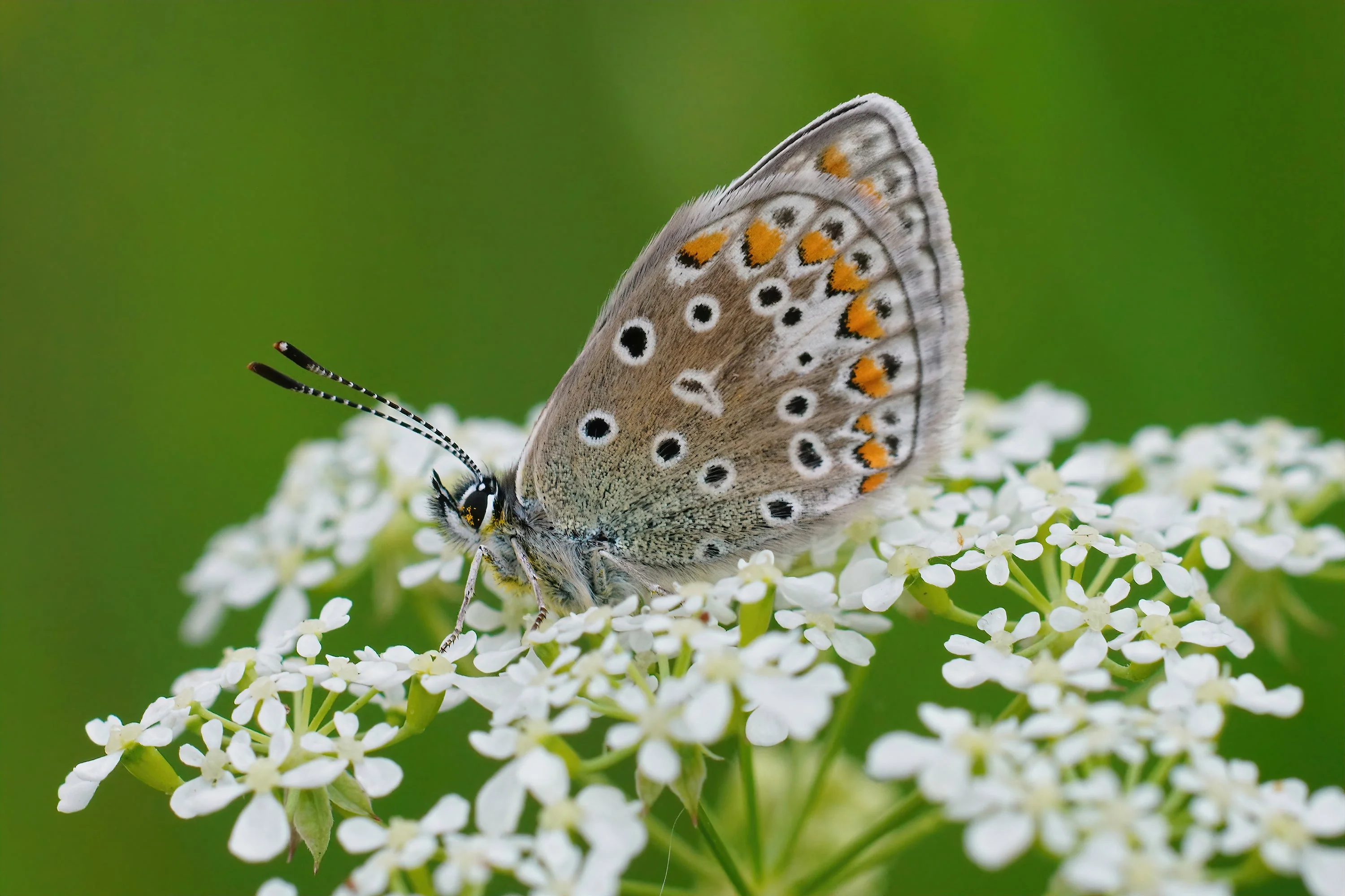 1500 FLAT LEAF PARSLEY Seeds Petroselinum Crispum Plain Single Italian Parsley Seeds - Image 5