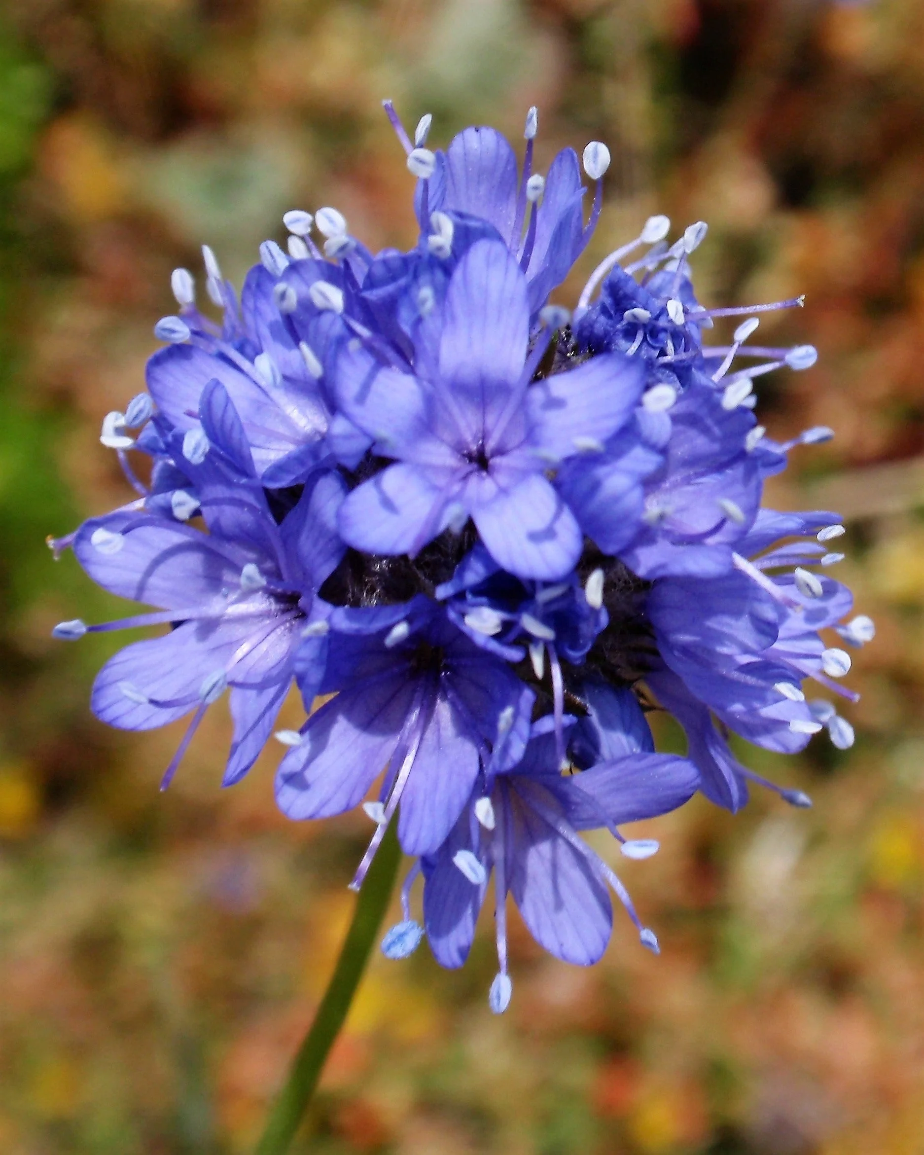1500 GLOBE GILIA Bluehead Gilia Capitata Thimble Flower Seeds - Image 10